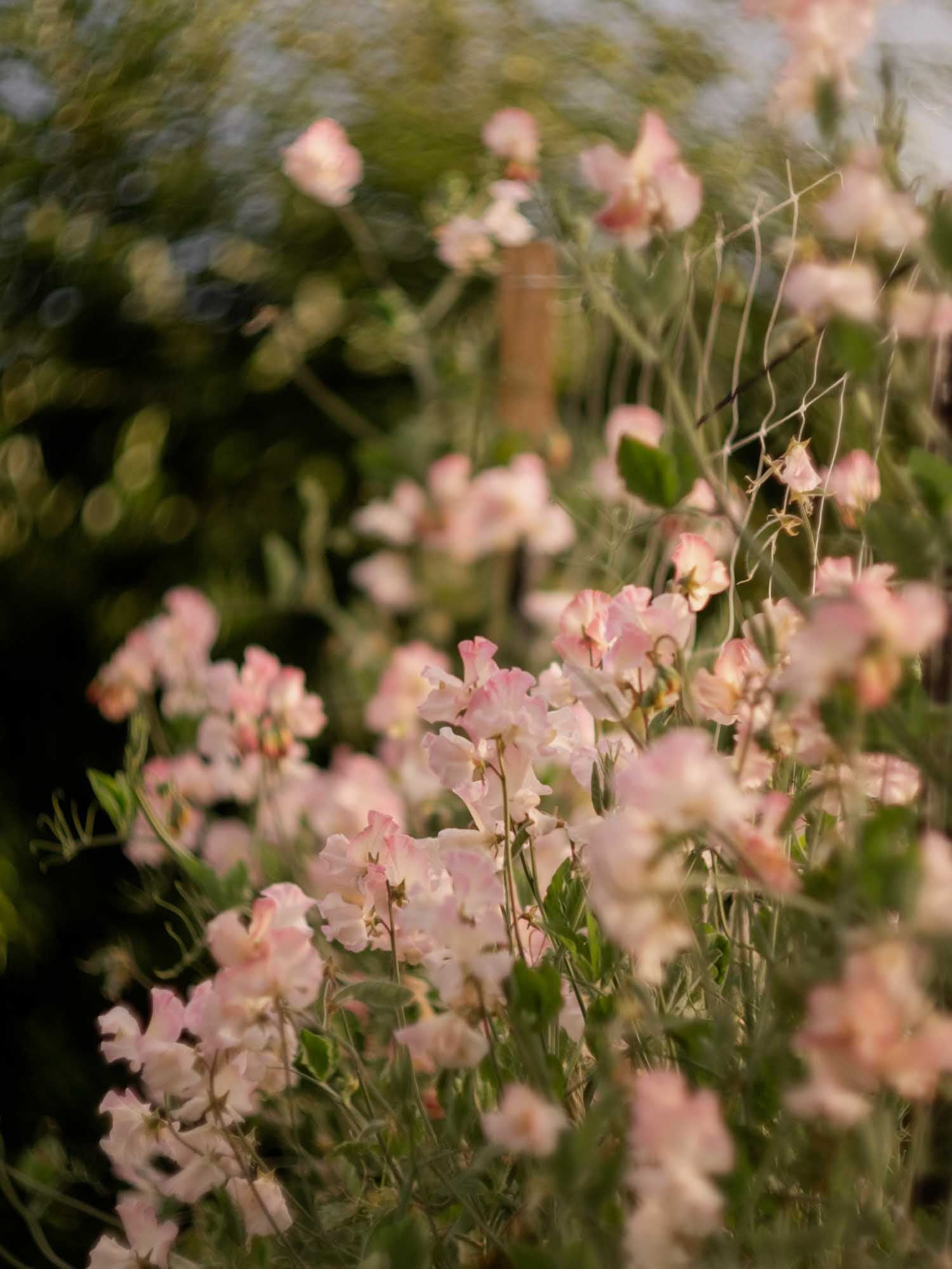 Sweet Pea - Gwawr Cymru