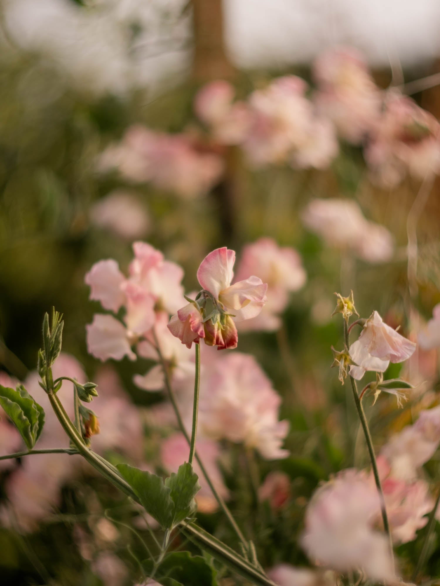 Sweet Pea - Gwawr Cymru