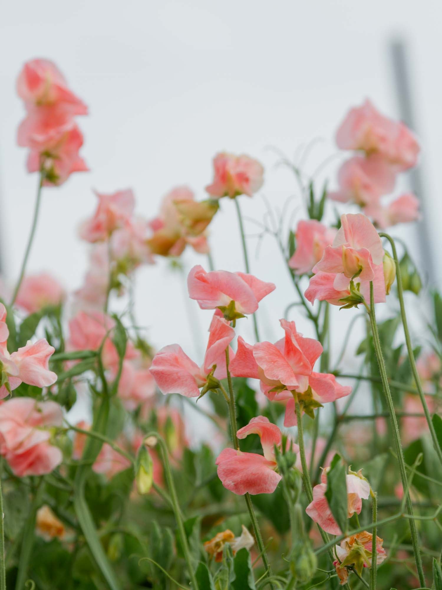 Sweet Pea - Melanie Ann