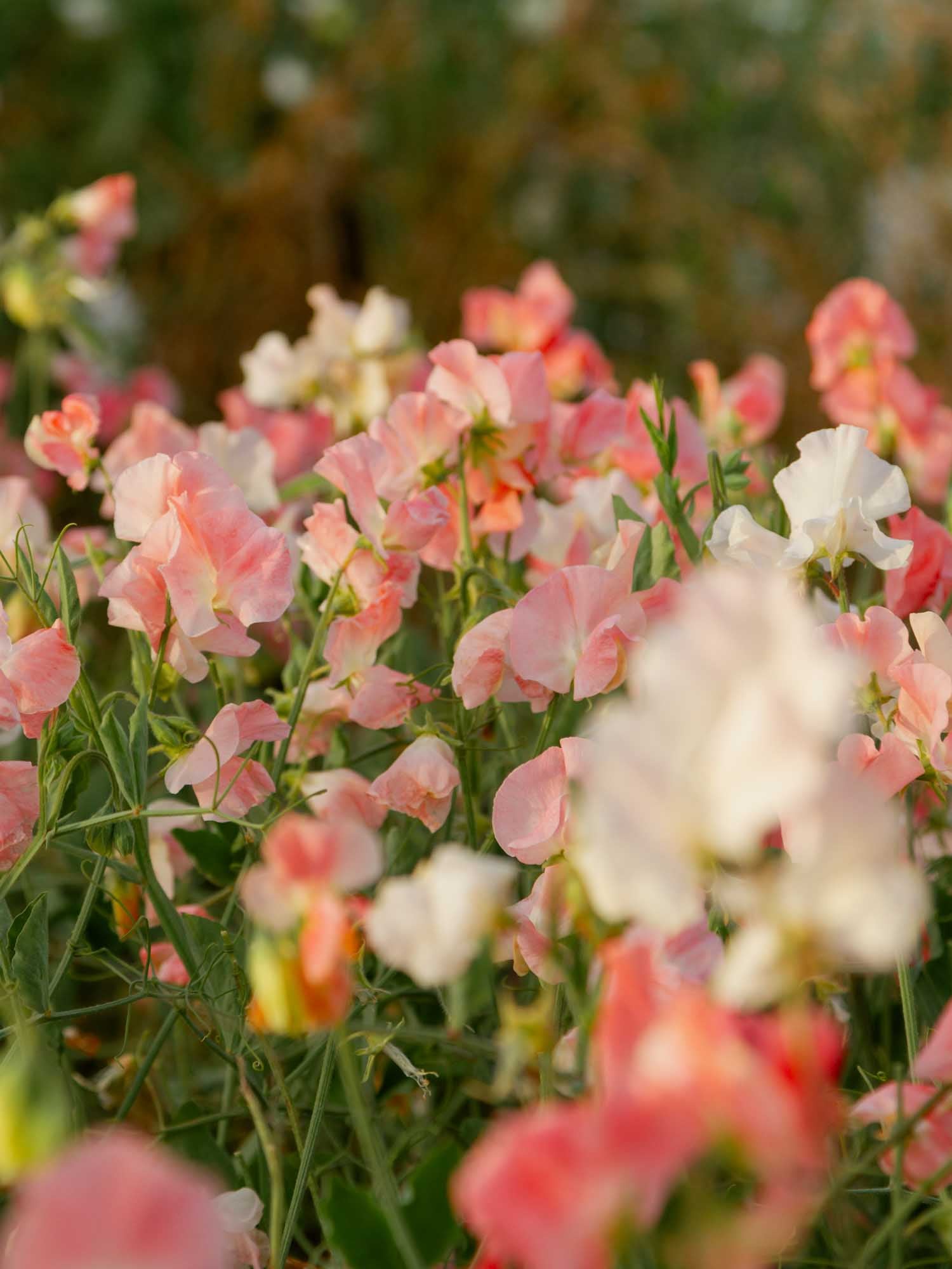 Sweet Pea - Melanie Ann