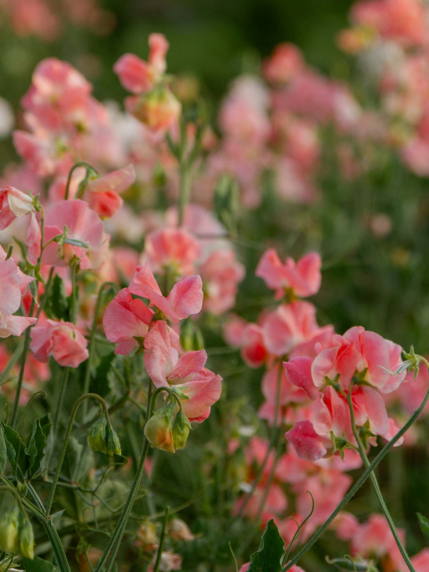 Sweet Pea - Melanie Ann