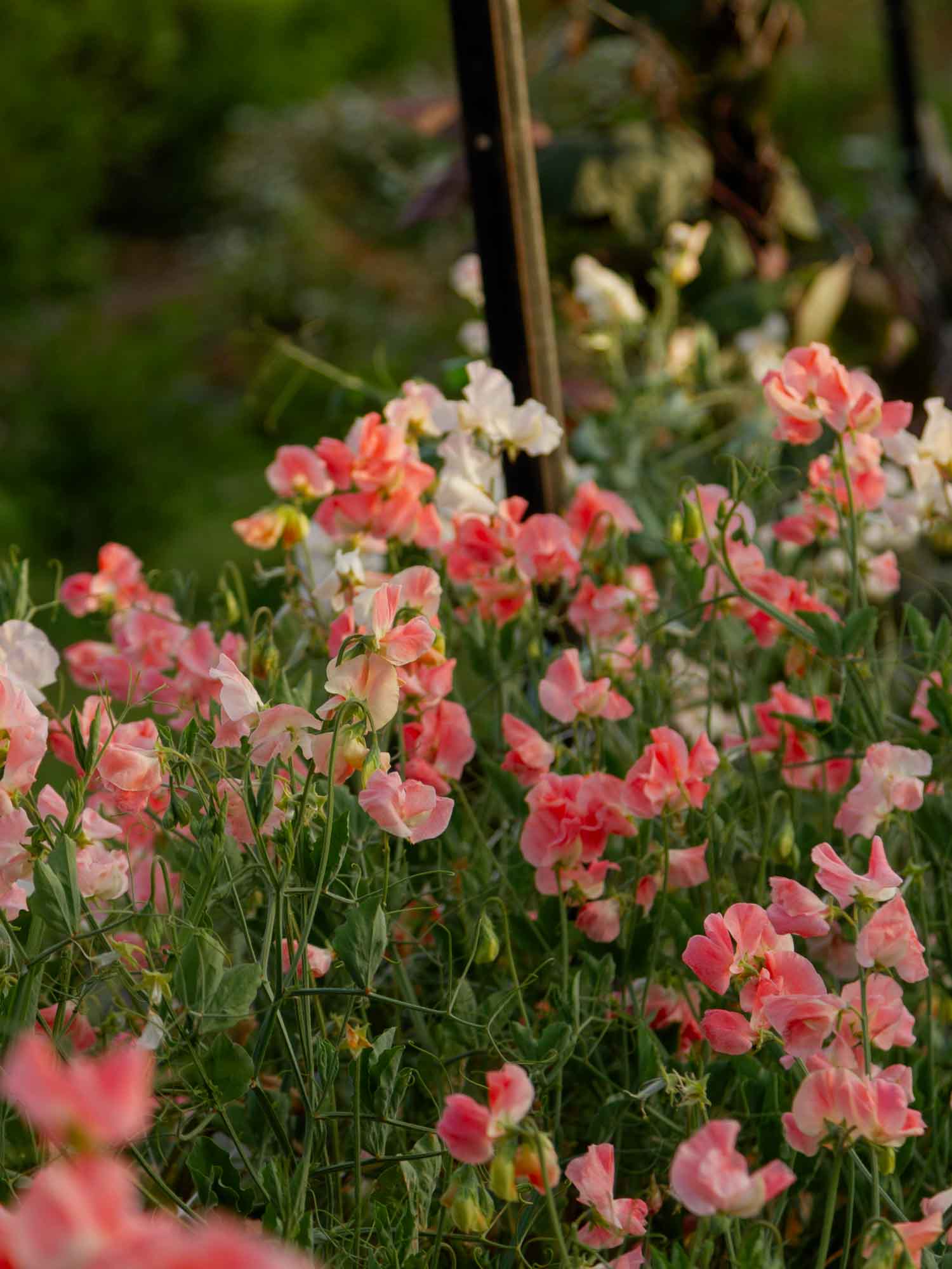 Sweet Pea - Melanie Ann