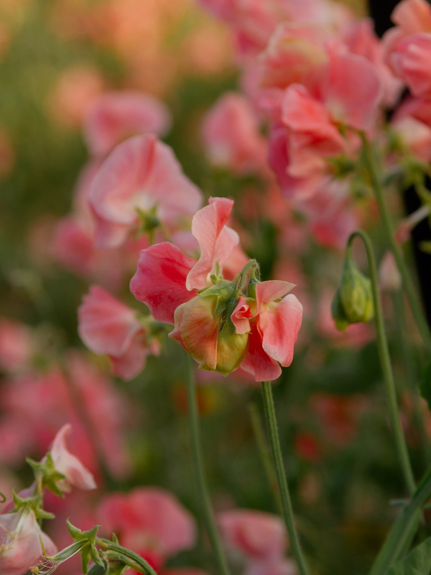Sweet Pea - Melanie Ann
