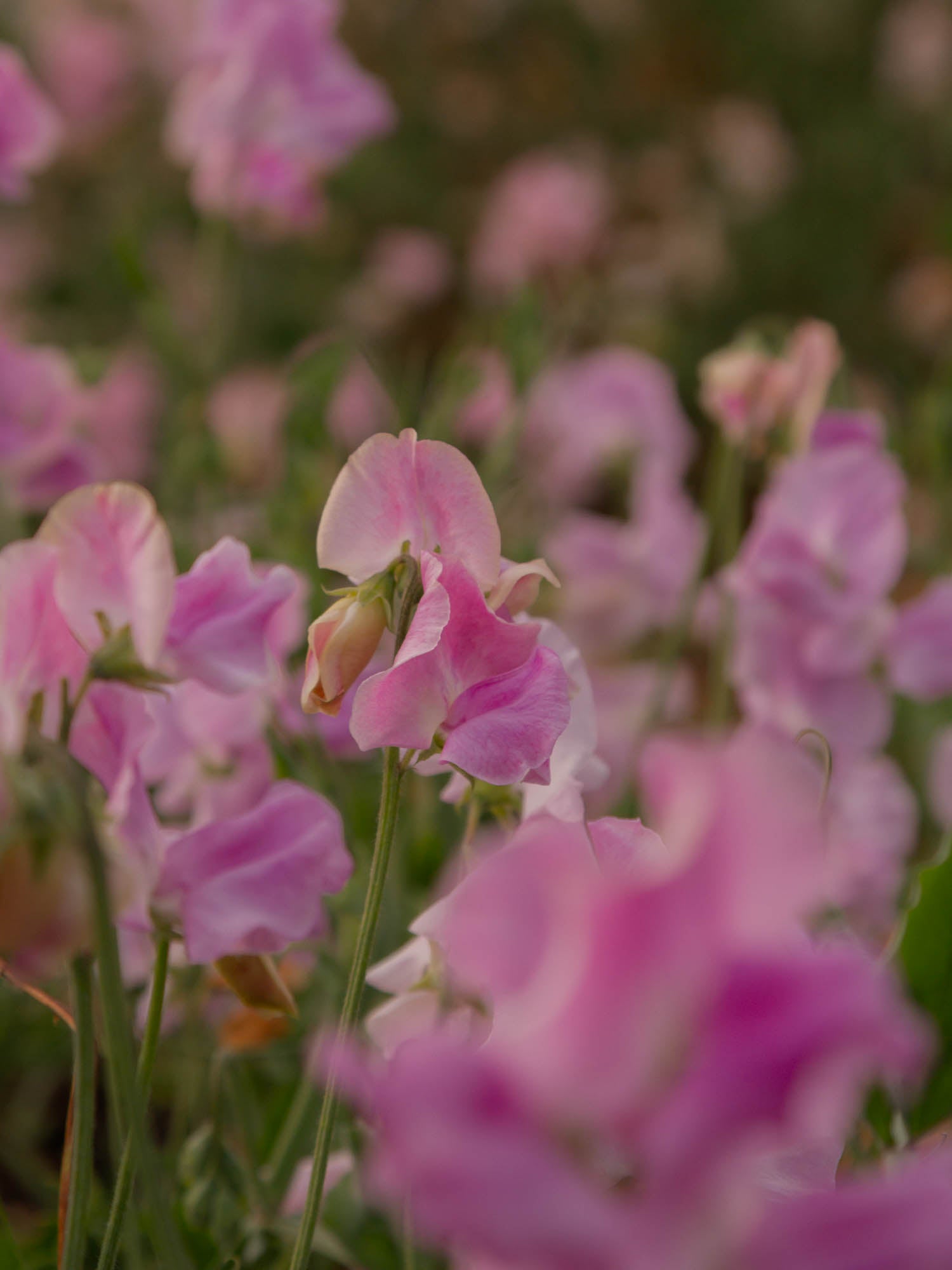 Sweet Pea - Misty