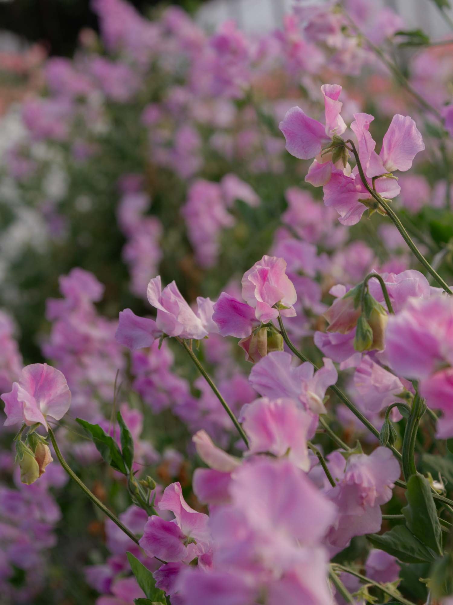 Sweet Pea - Misty