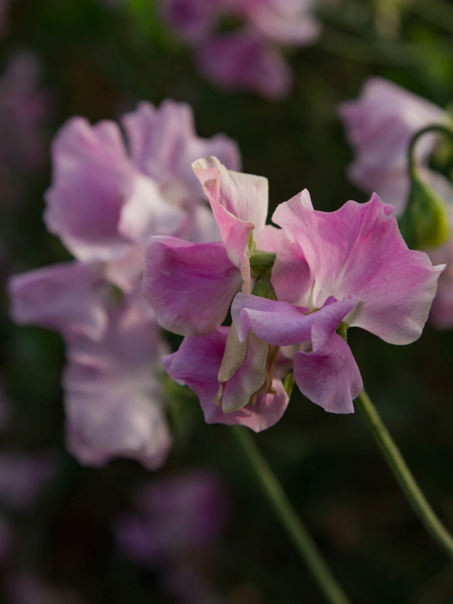 Sweet Pea - Misty
