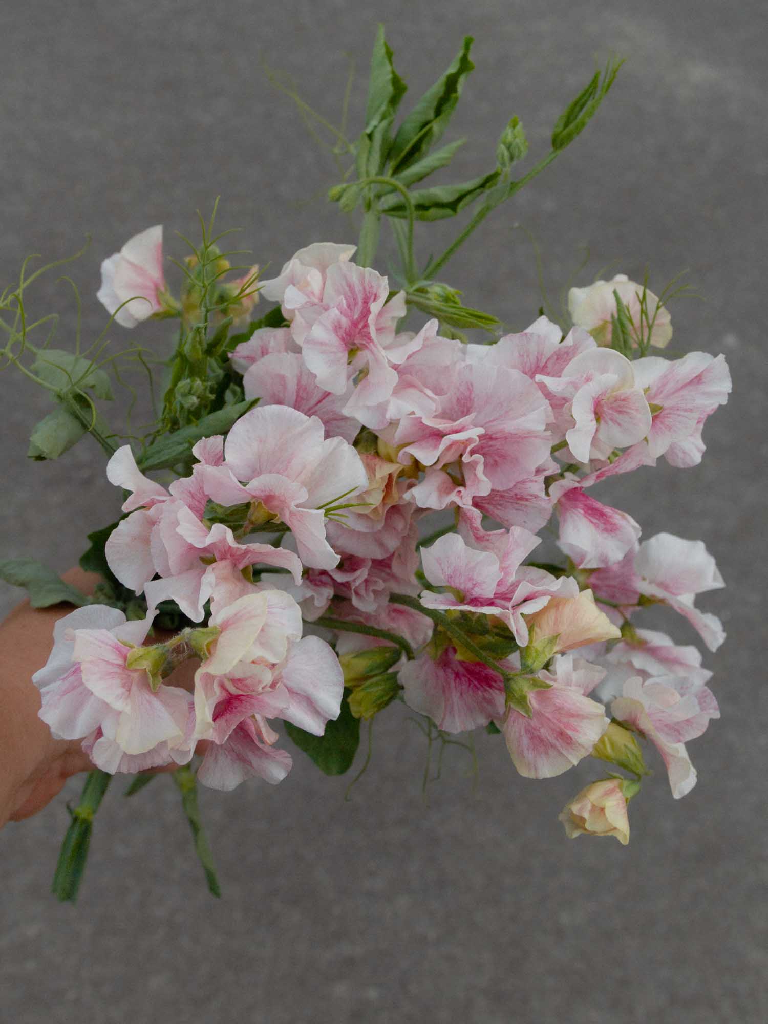 Sweet Pea - Raspberry Flake