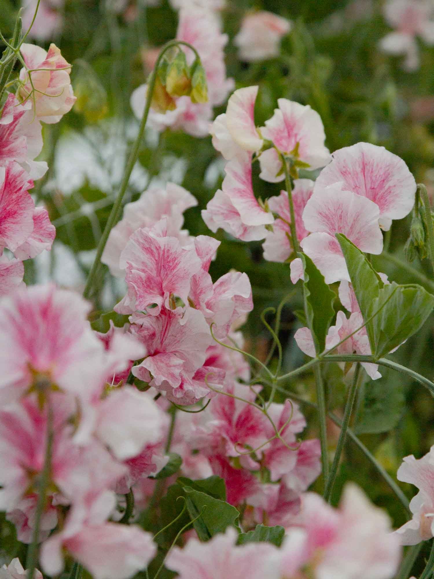 Sweet Pea - Raspberry Flake