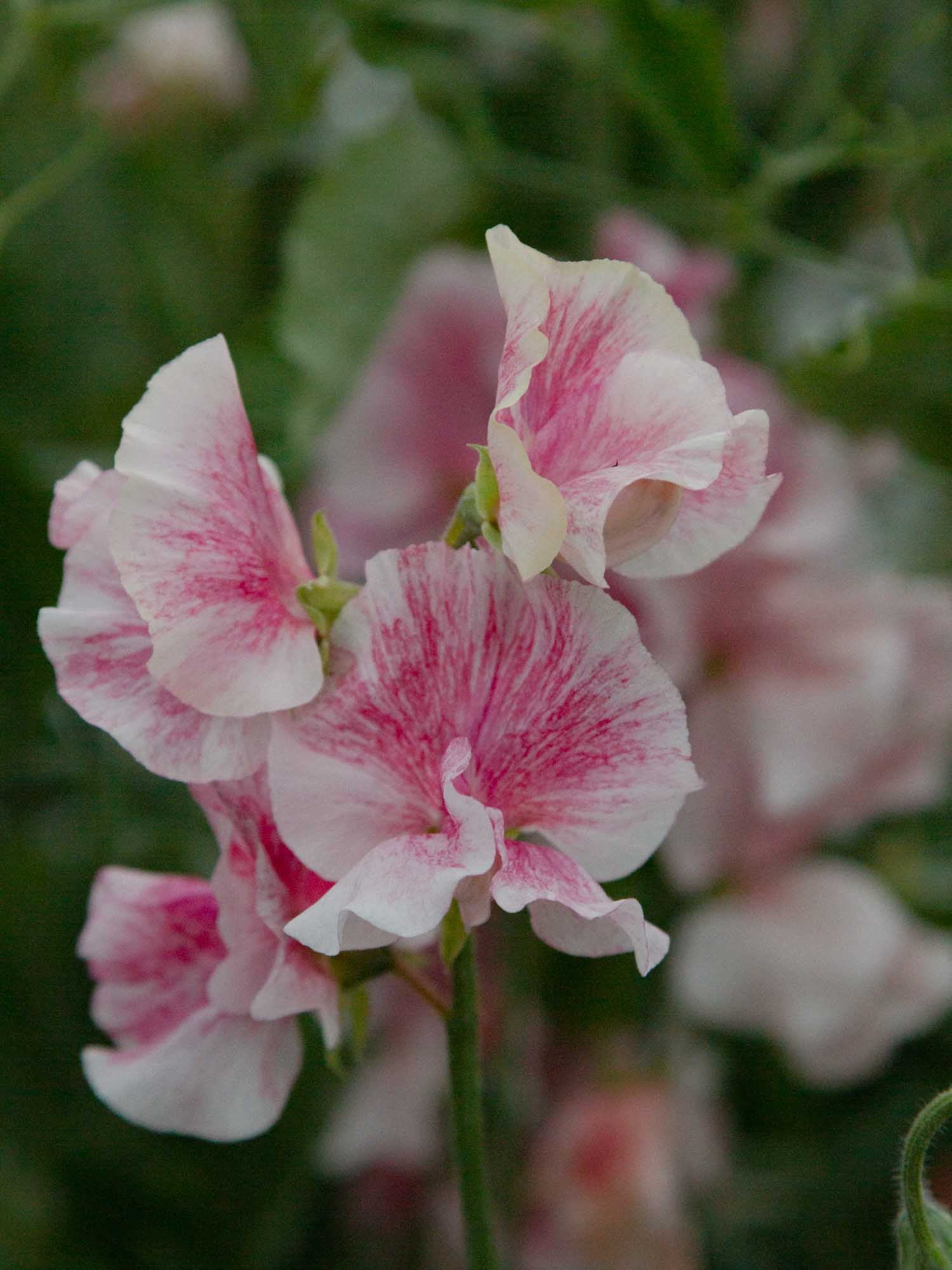 Sweet Pea - Raspberry Flake