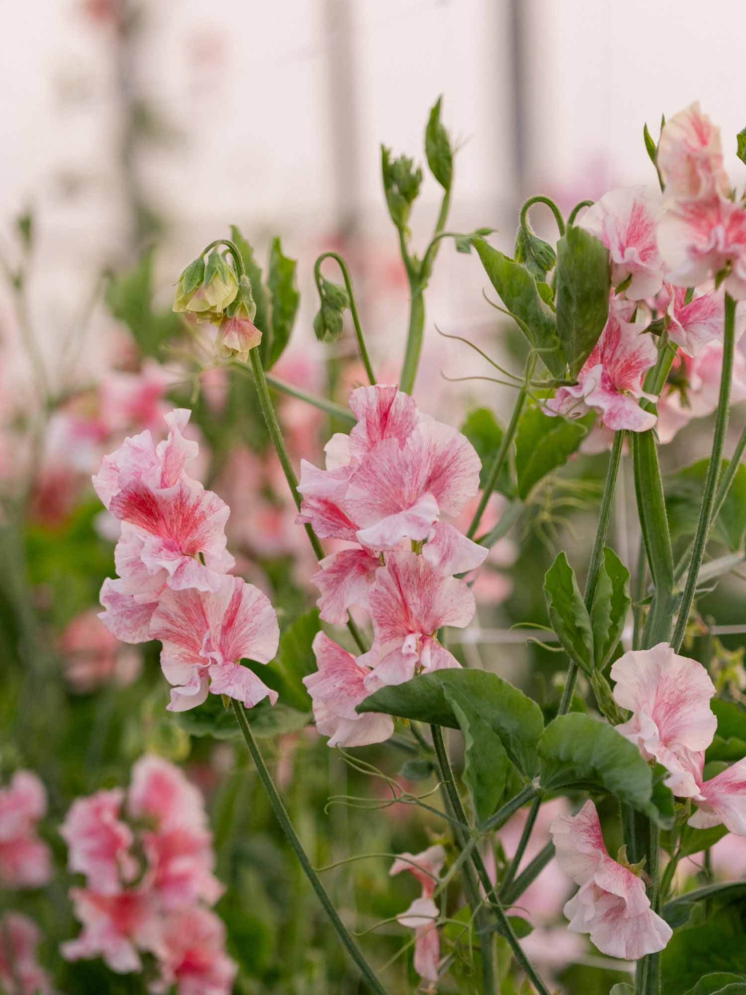 Sweet Pea - Raspberry Flake