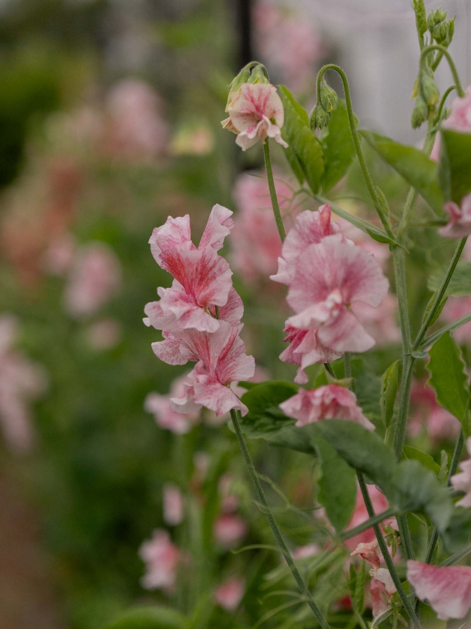 Sweet Pea - Raspberry Flake
