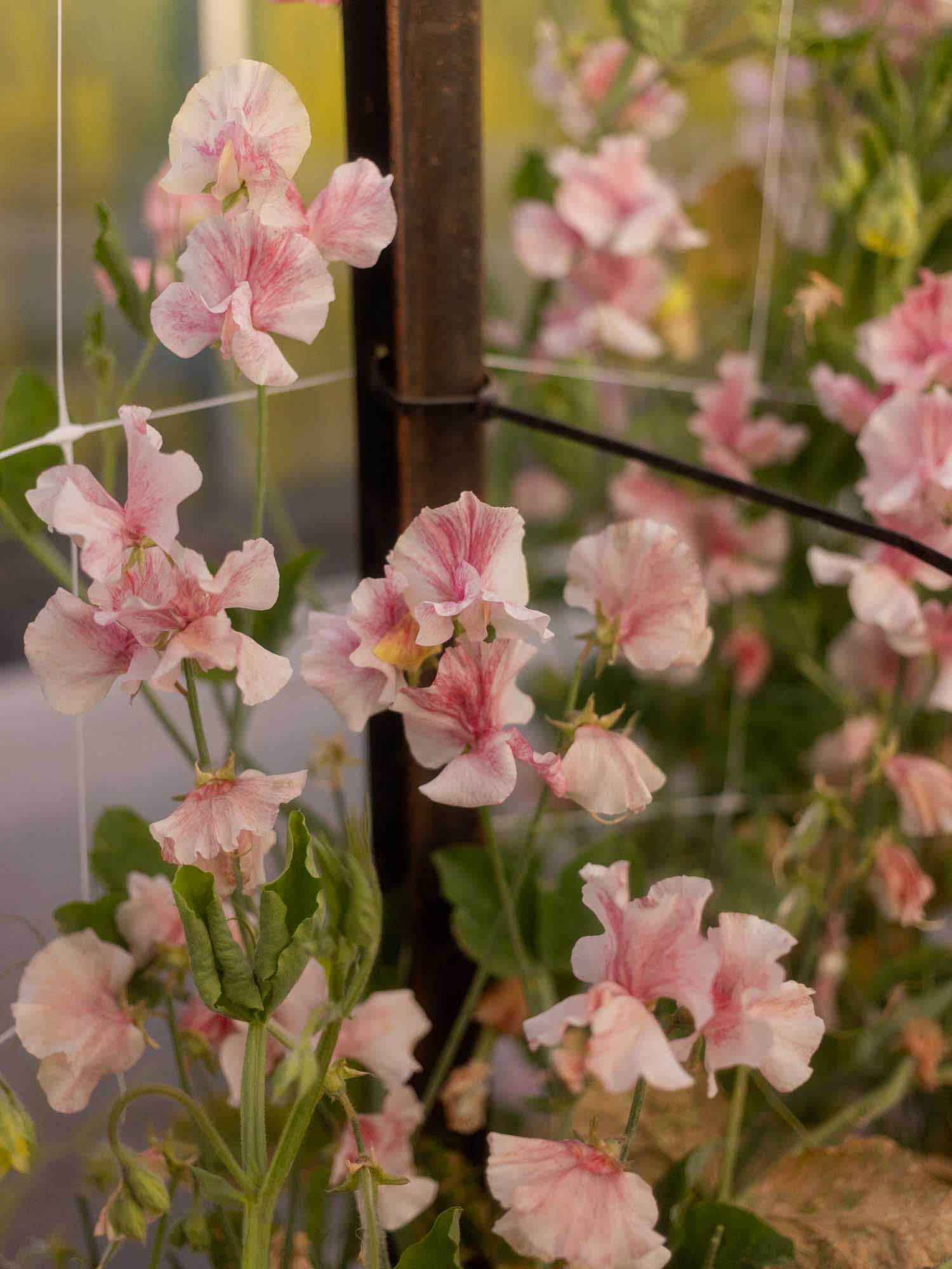 Sweet Pea - Raspberry Flake