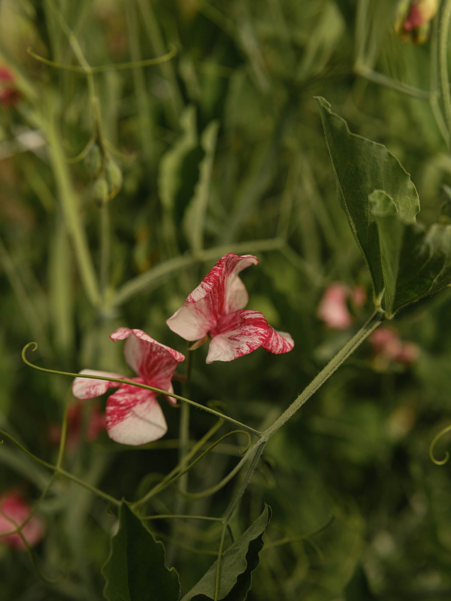 Sweet Pea - Turral's America