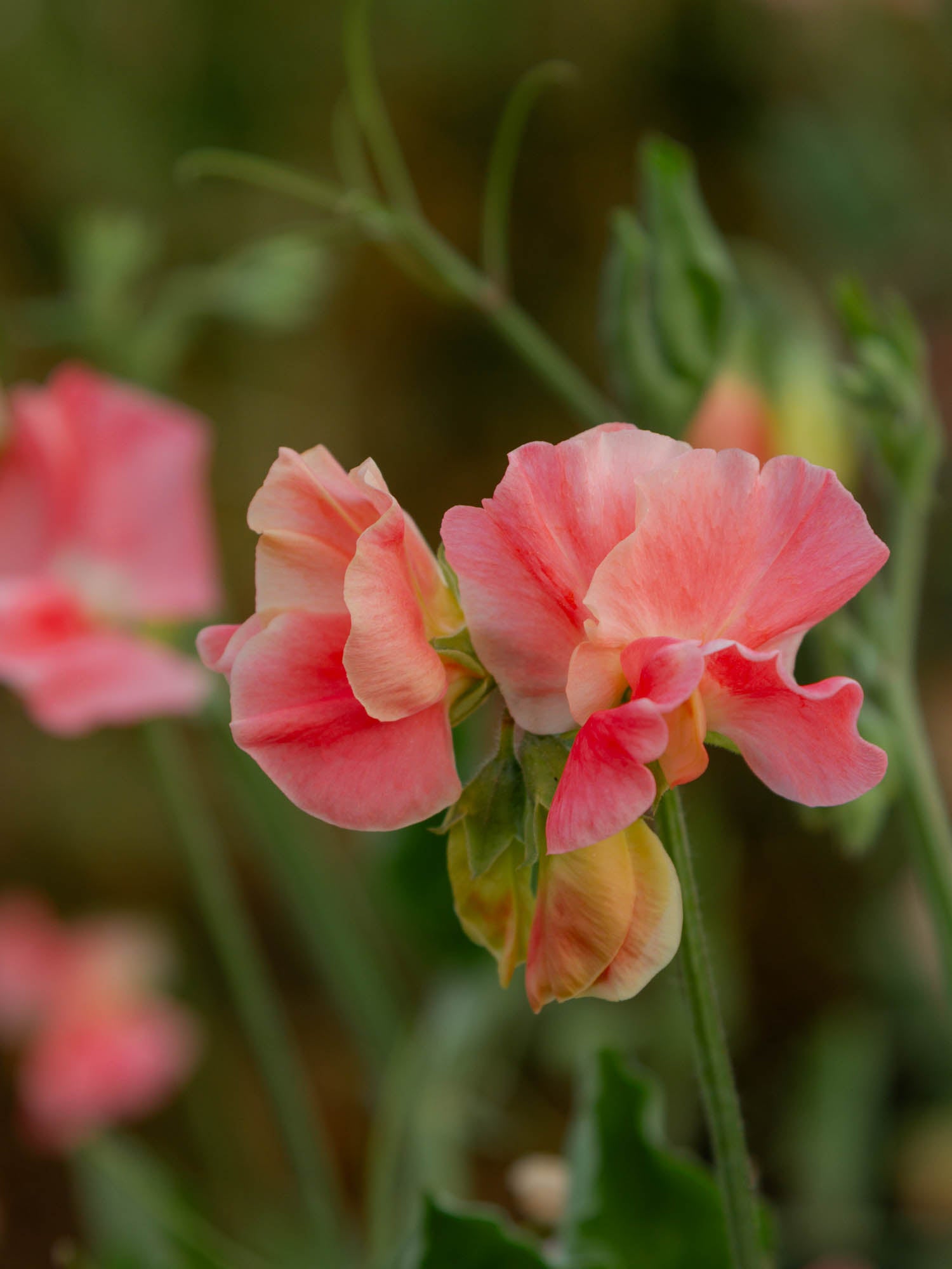 Sweet Pea - William and Catherine