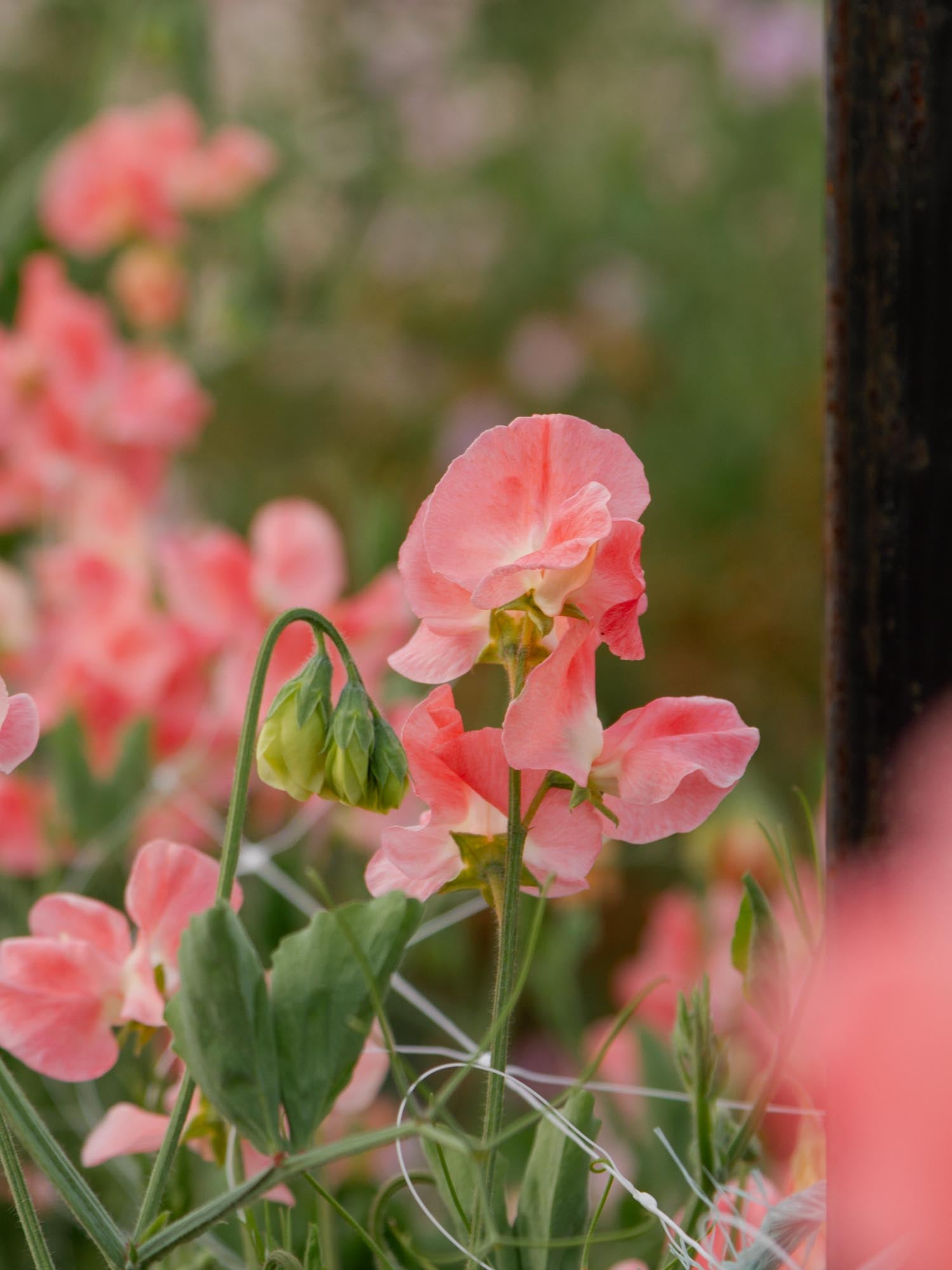 Sweet Pea - William and Catherine