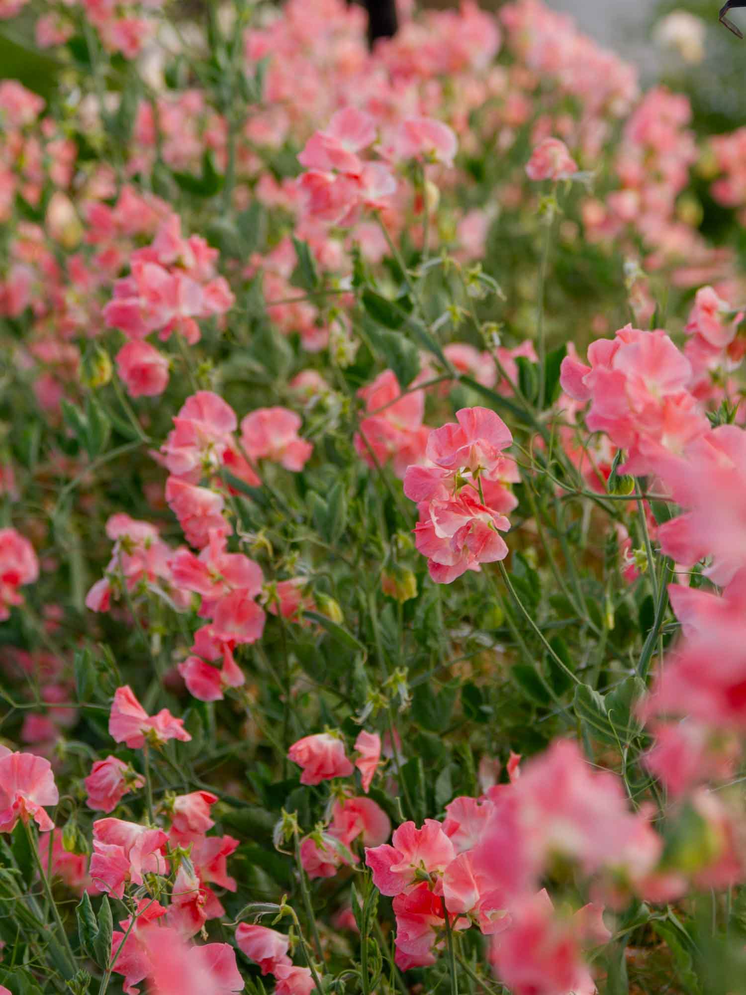 Sweet Pea - William and Catherine
