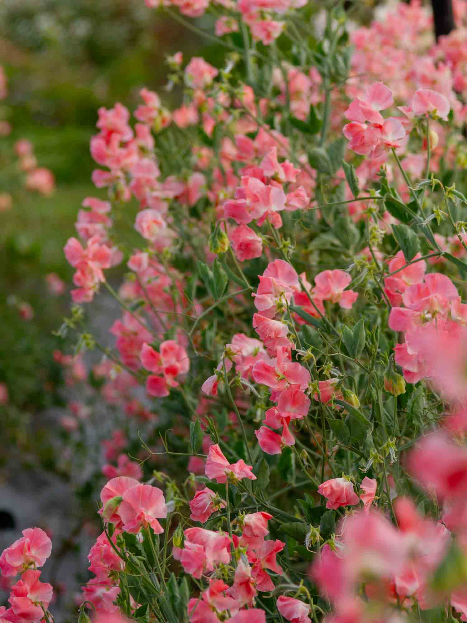 Sweet Pea - William and Catherine