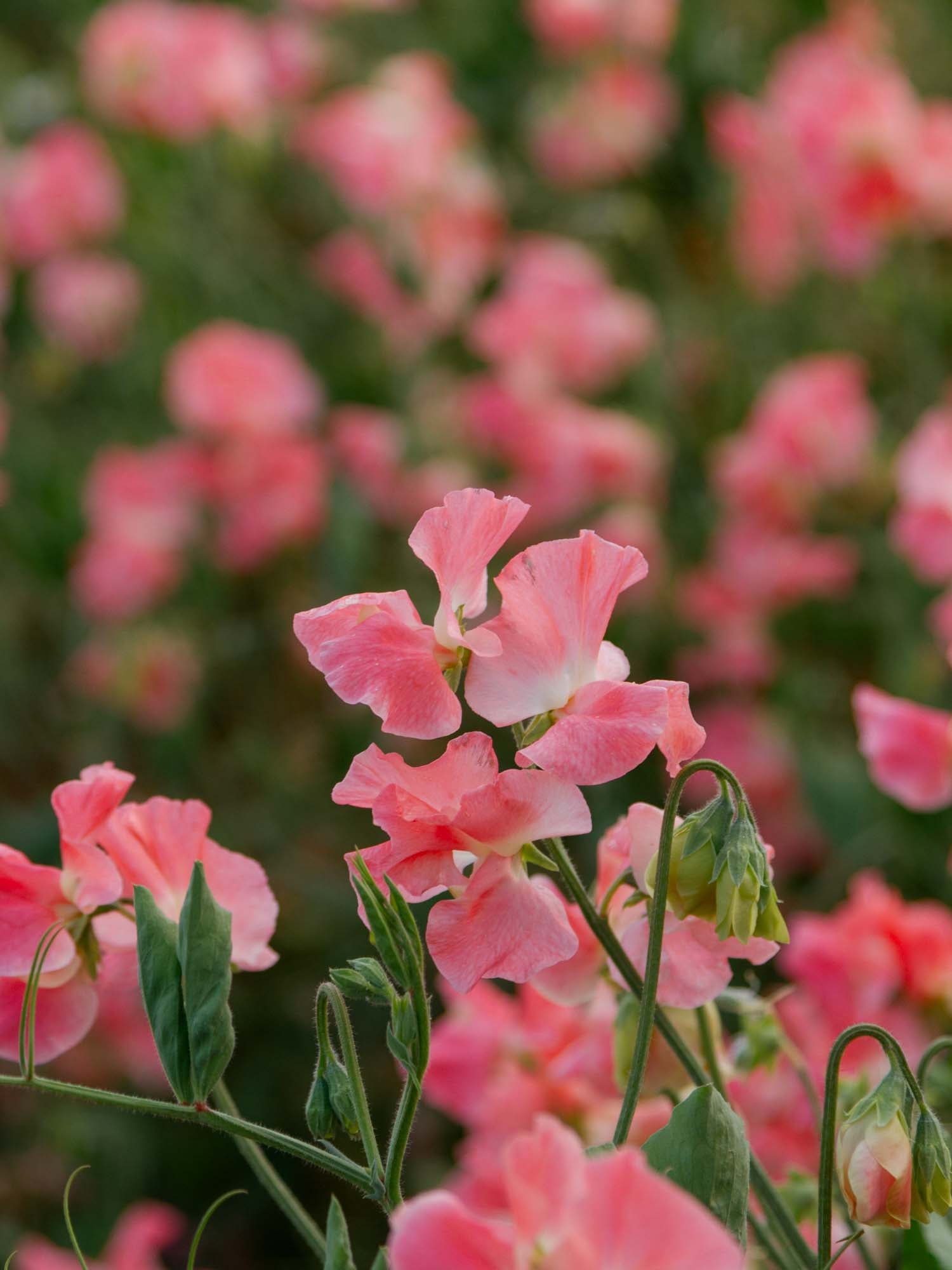 Sweet Pea - William and Catherine