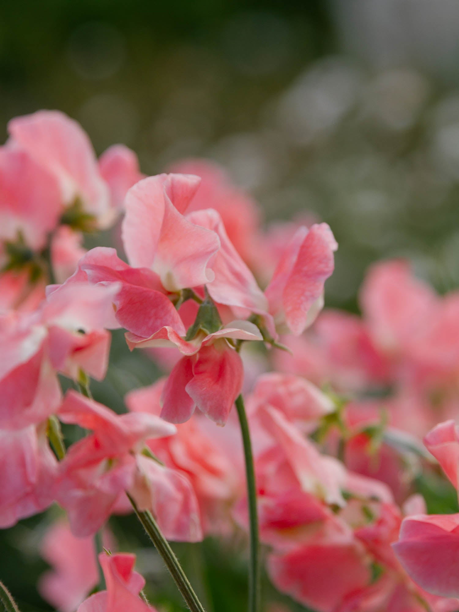 Sweet Pea - William and Catherine