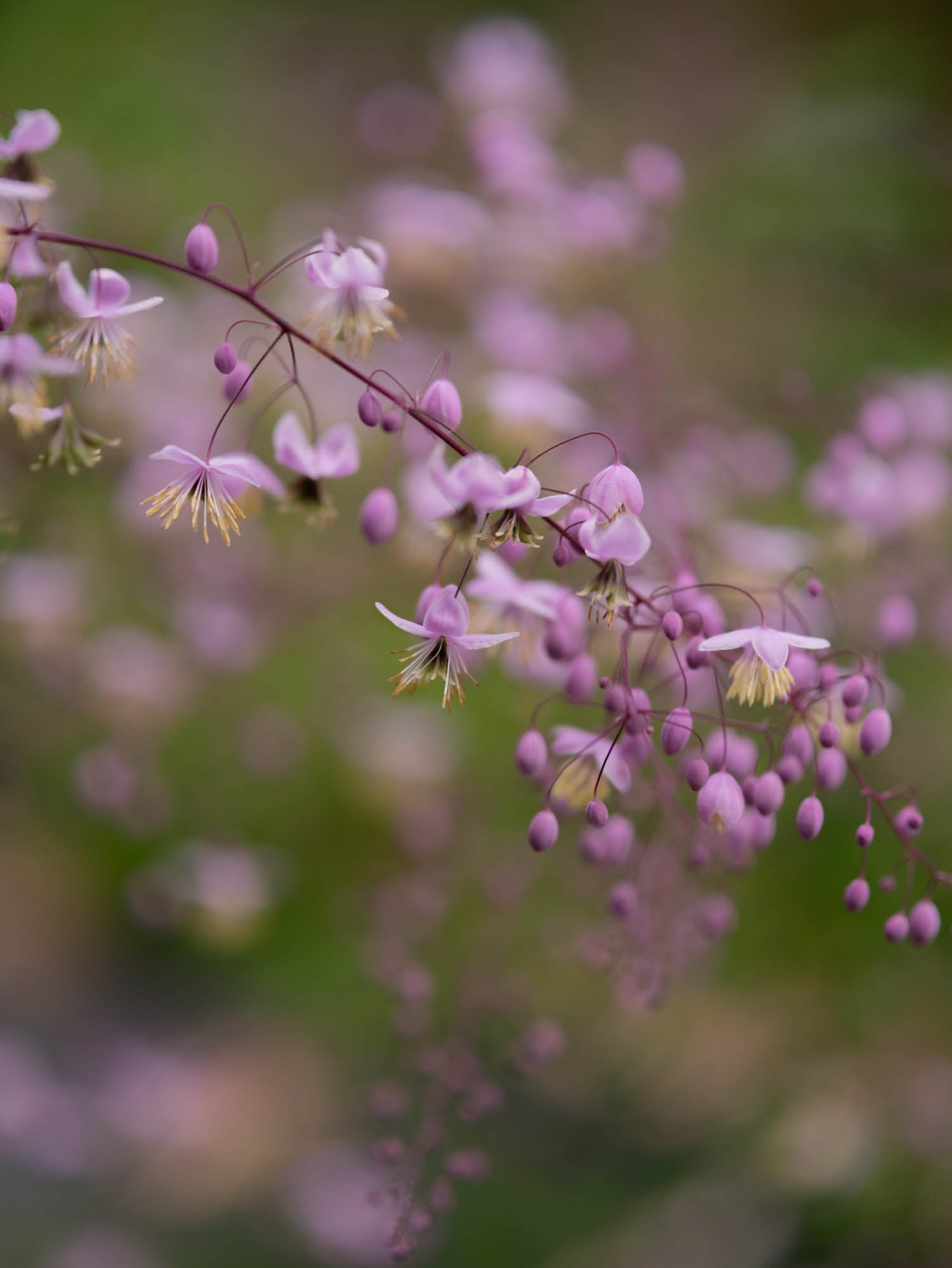 THALICTRUM - delavayi - PLANTS