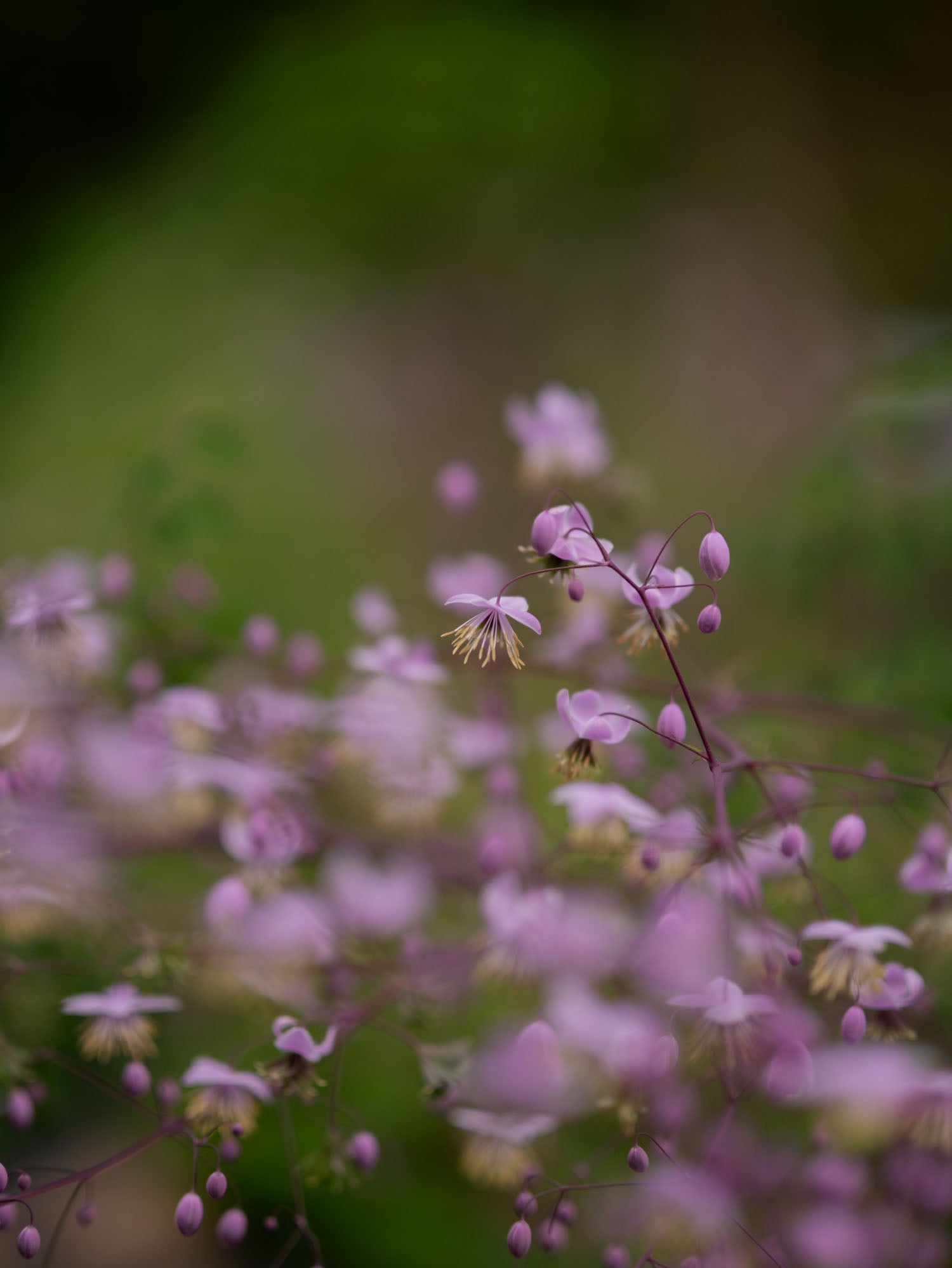 THALICTRUM - delavayi - PLANTS