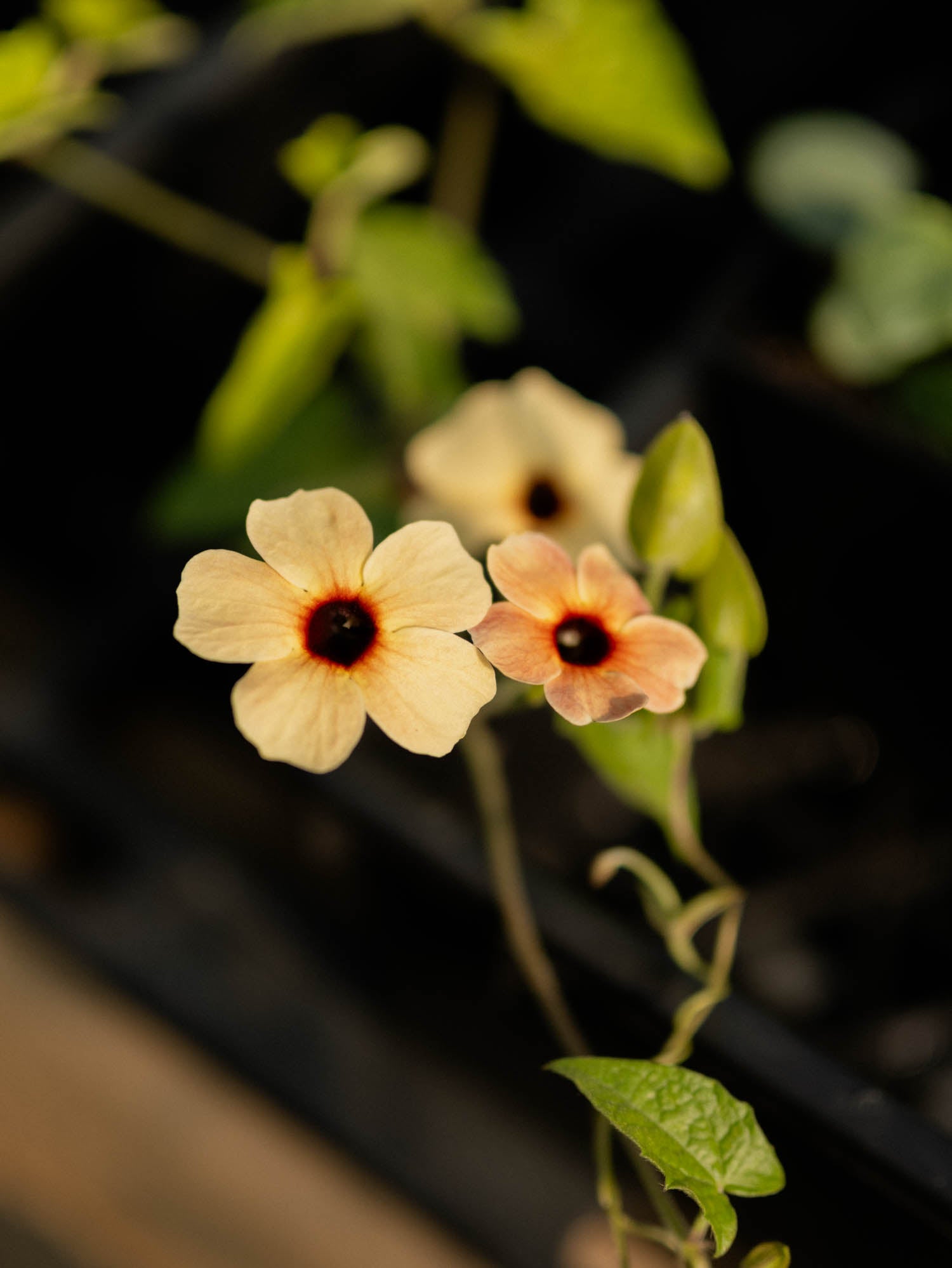 THUNBERGIA - Spanish Eyes - PLANTS