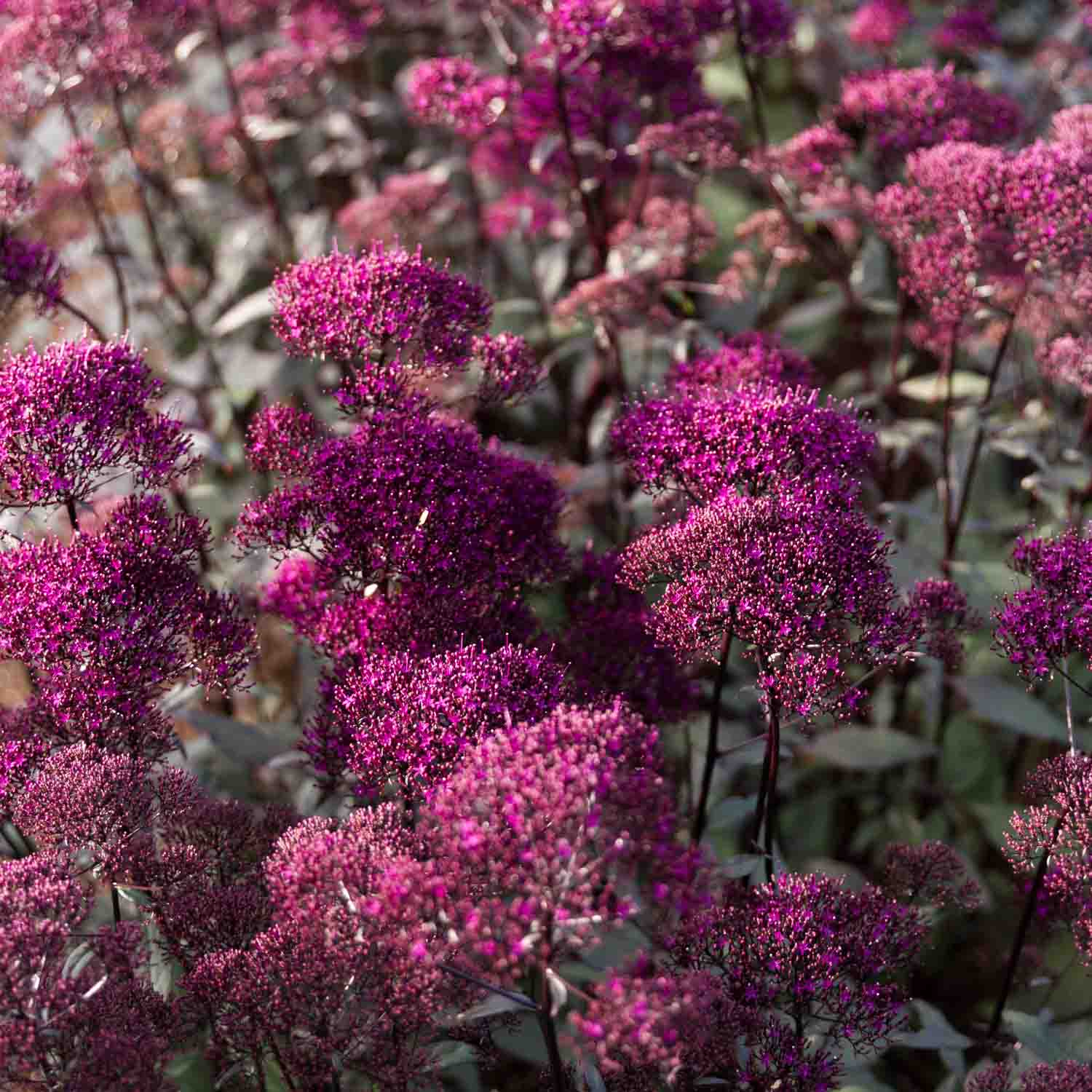 TRACHELIUM - Lake Michigan Violet - PLANTS