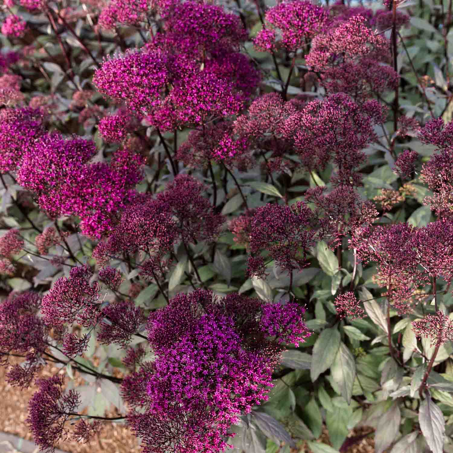 TRACHELIUM - Lake Michigan Violet - PLANTS