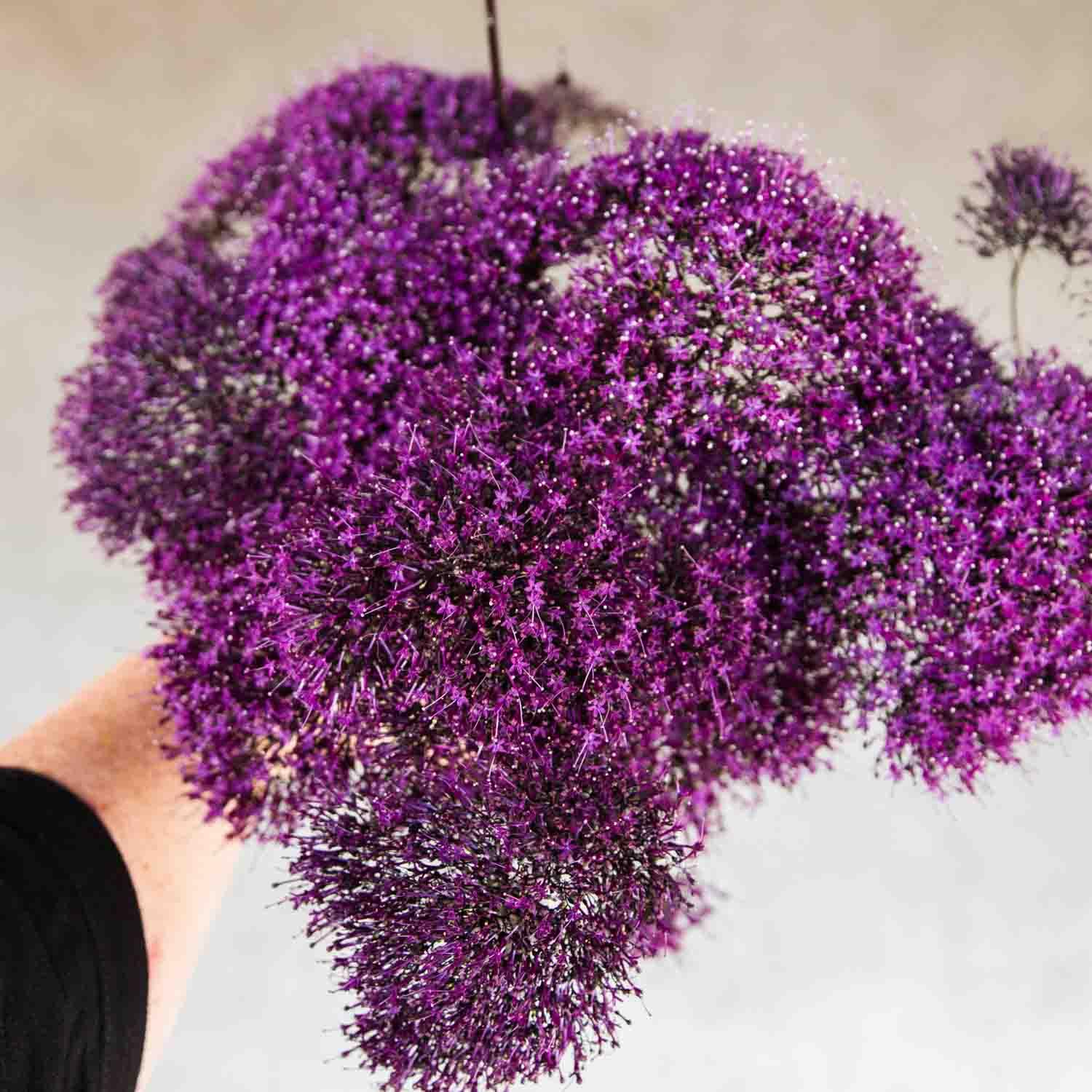 TRACHELIUM - Lake Michigan Violet - PLANTS