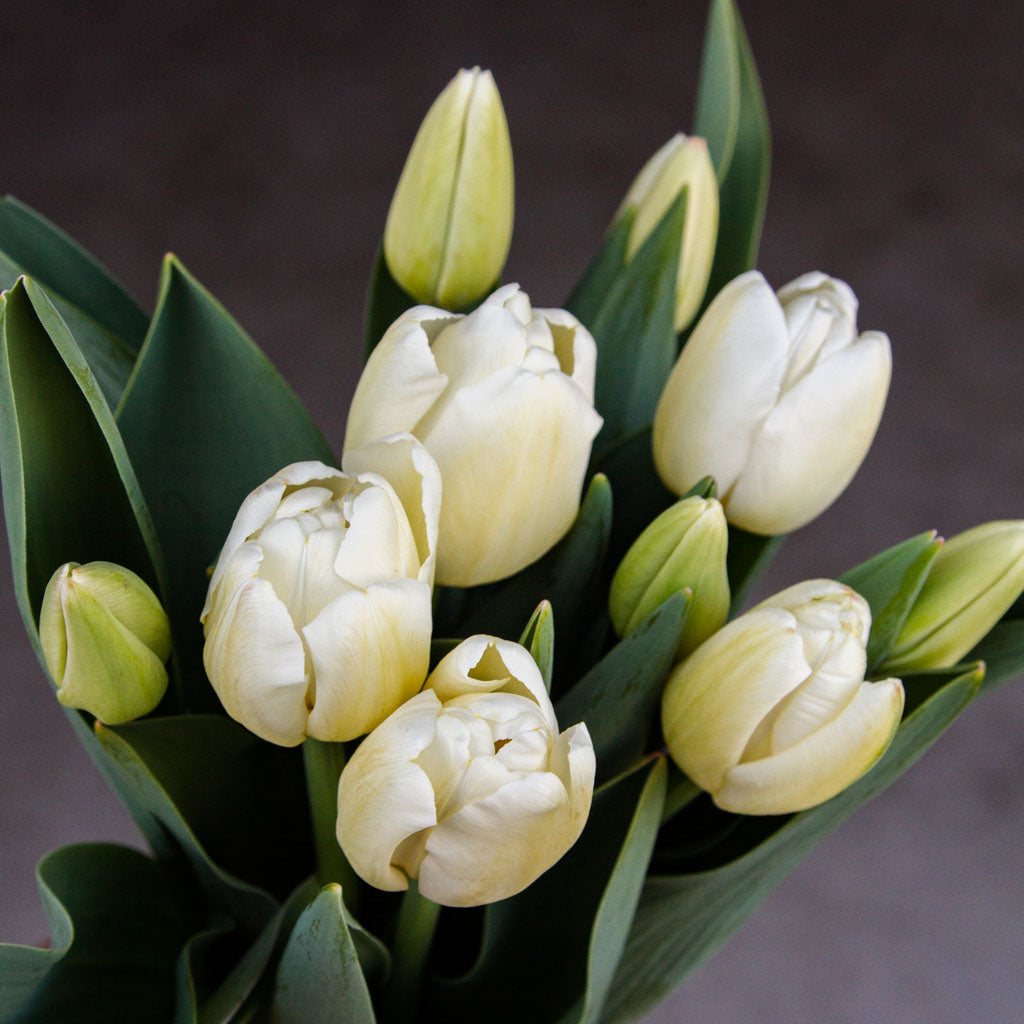 TULIP - Antarctica