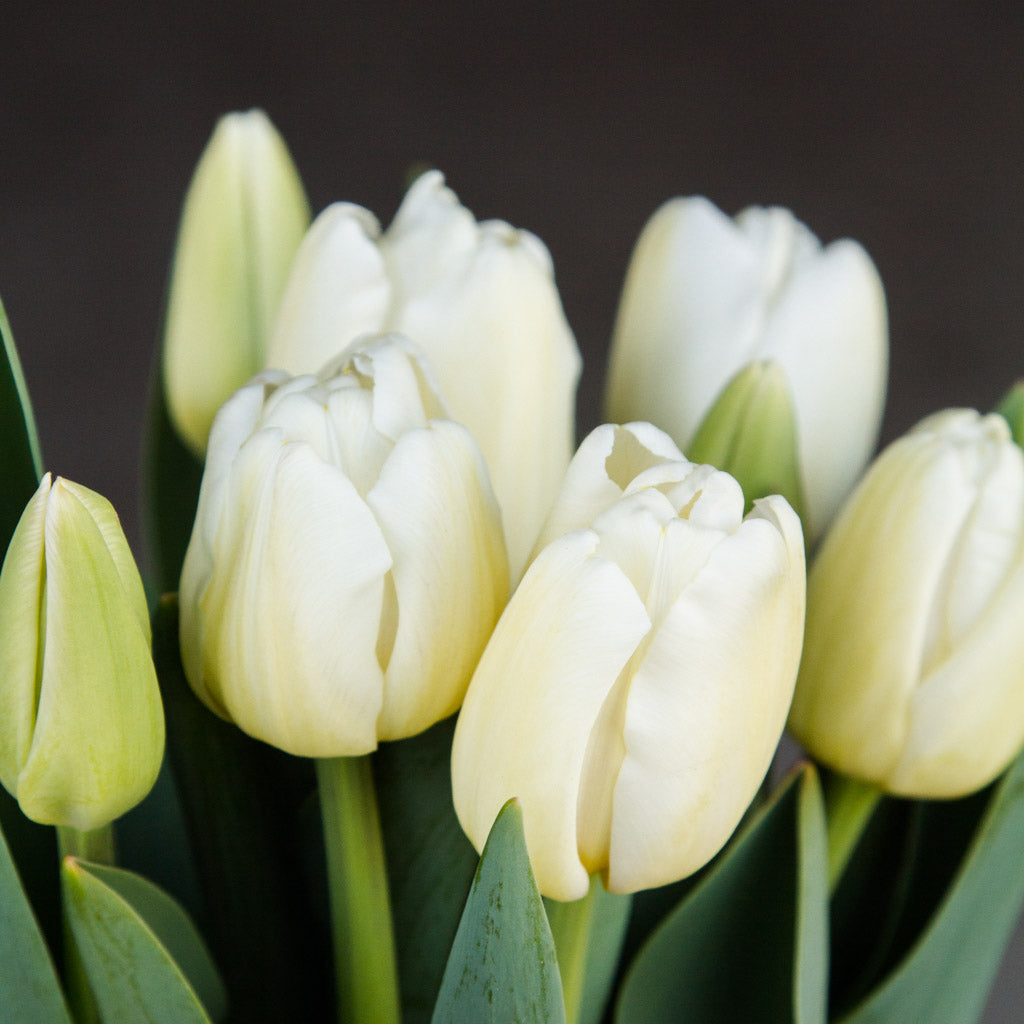 TULIP - Antarctica