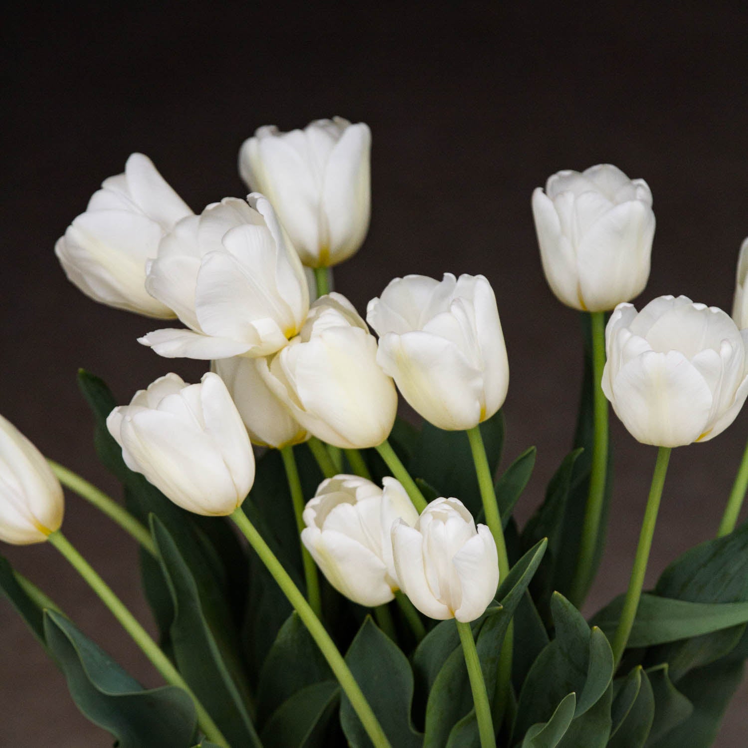 Tulip Bulbs NZ Antarctica