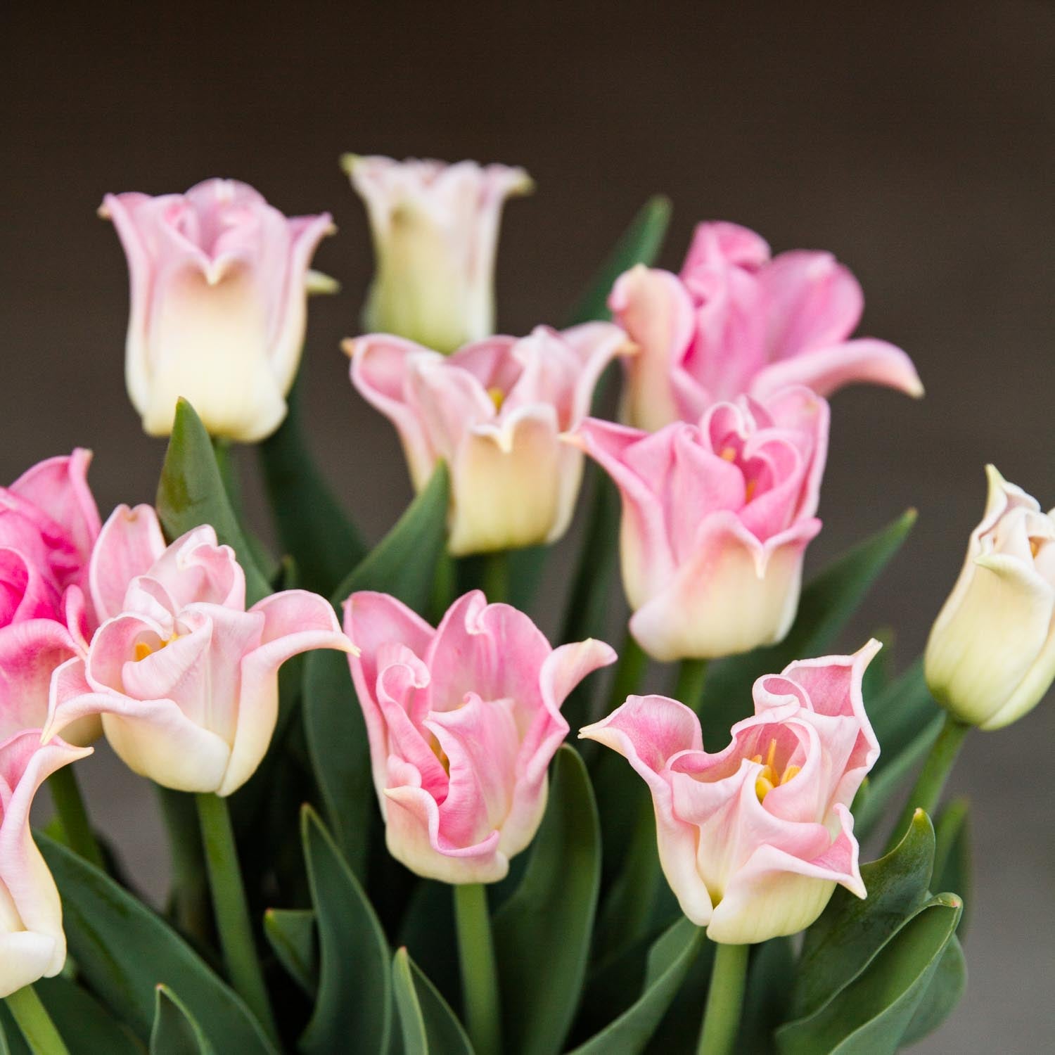 Tulip Bulbs NZ Antarctica