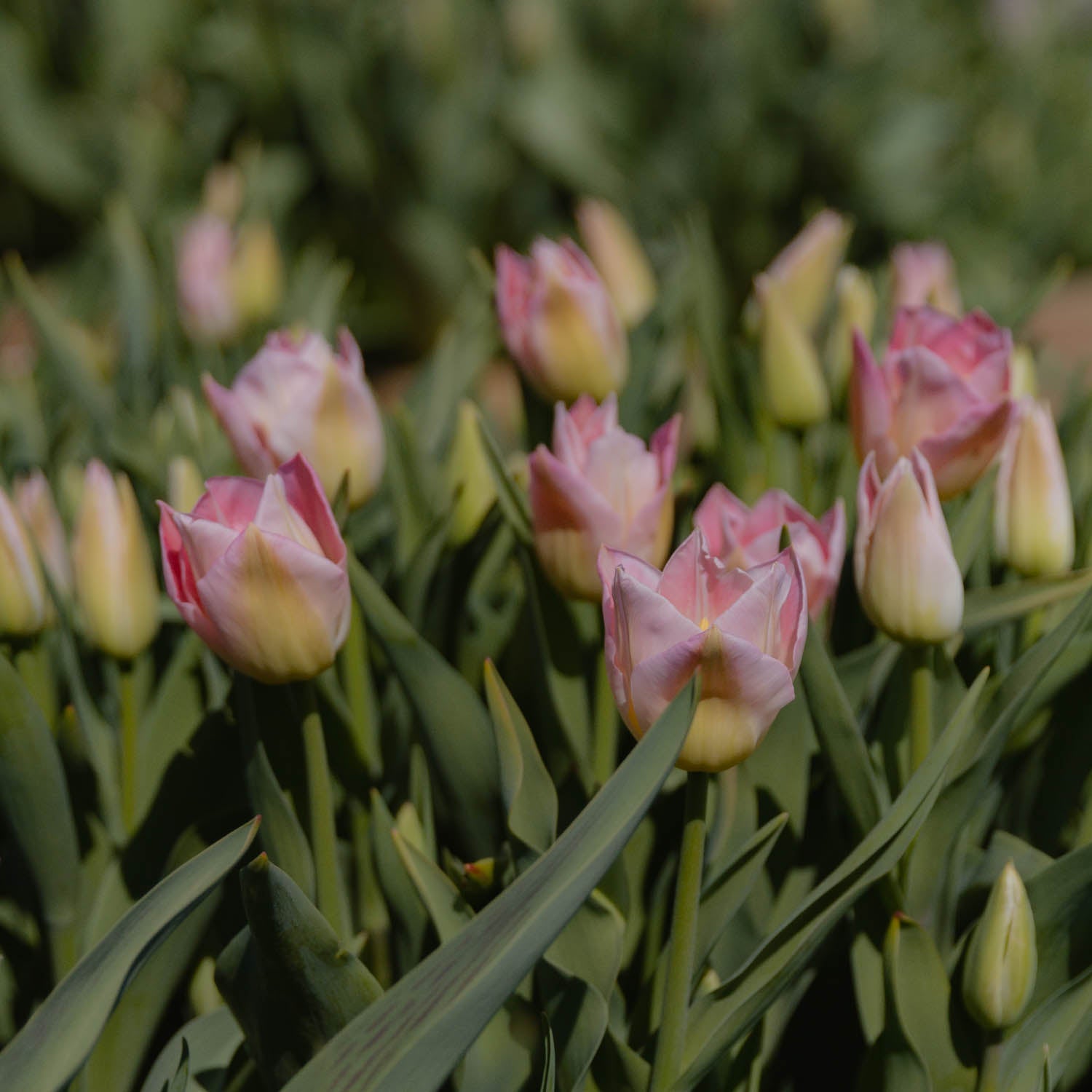 TULIP - Dynasty