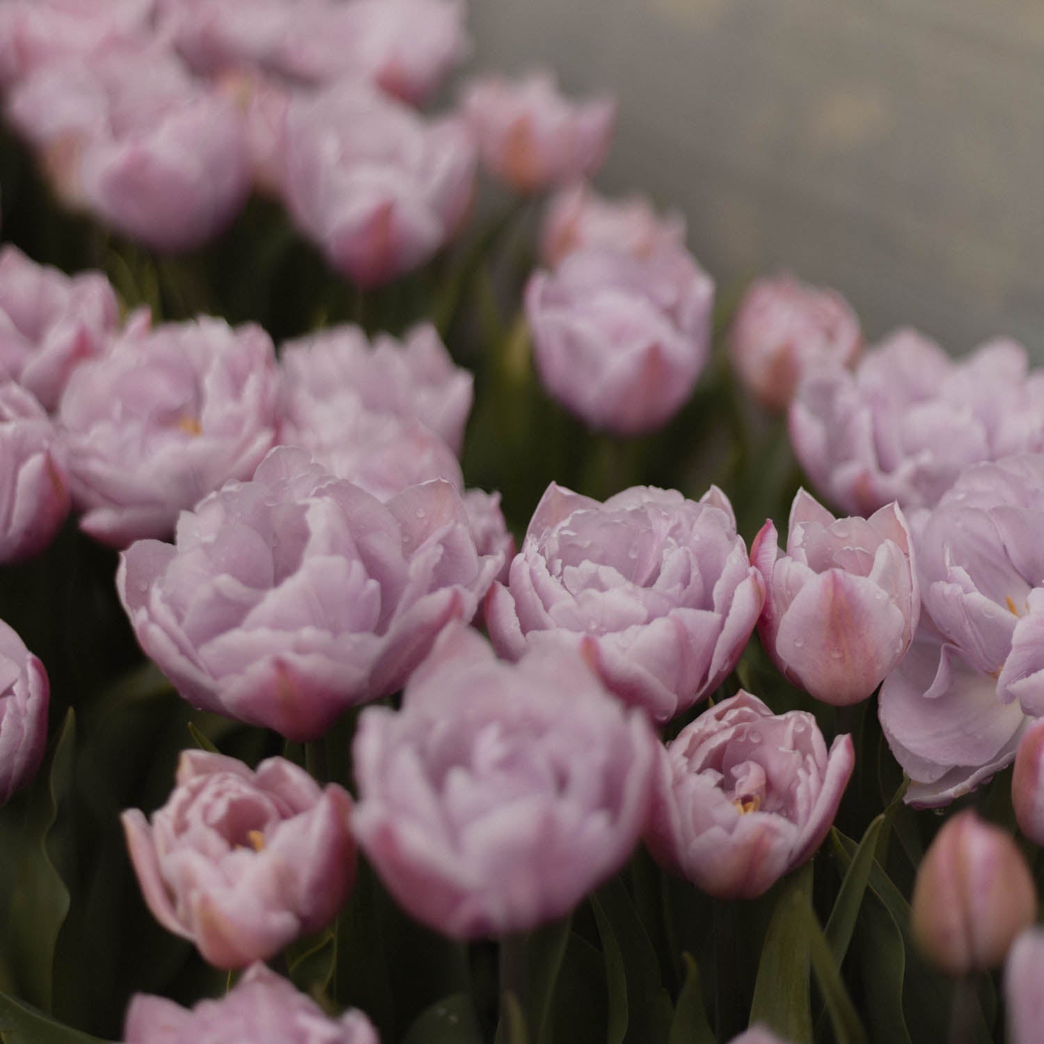 TULIP - Katinka