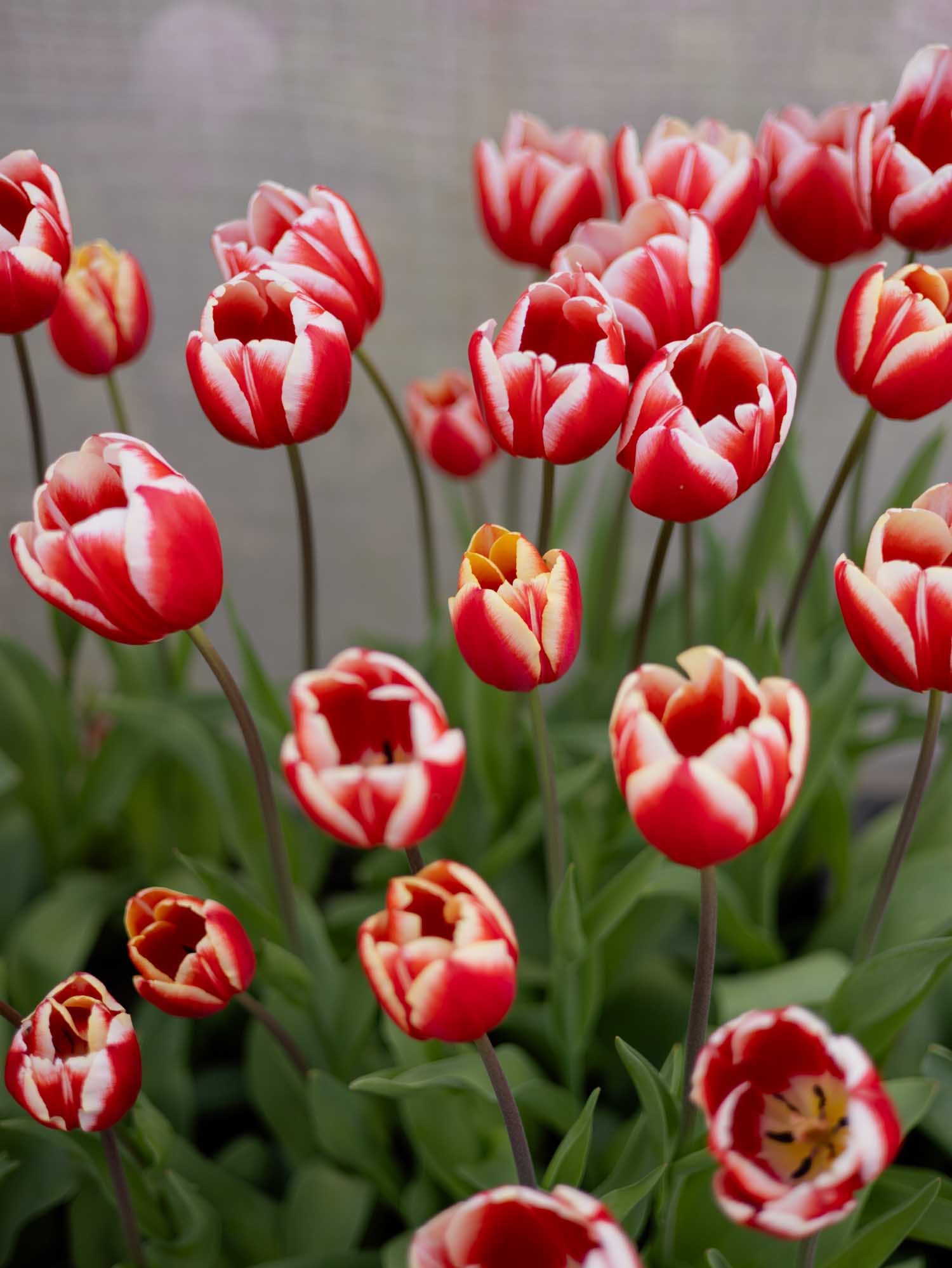 TULIP - Leen van der Mark
