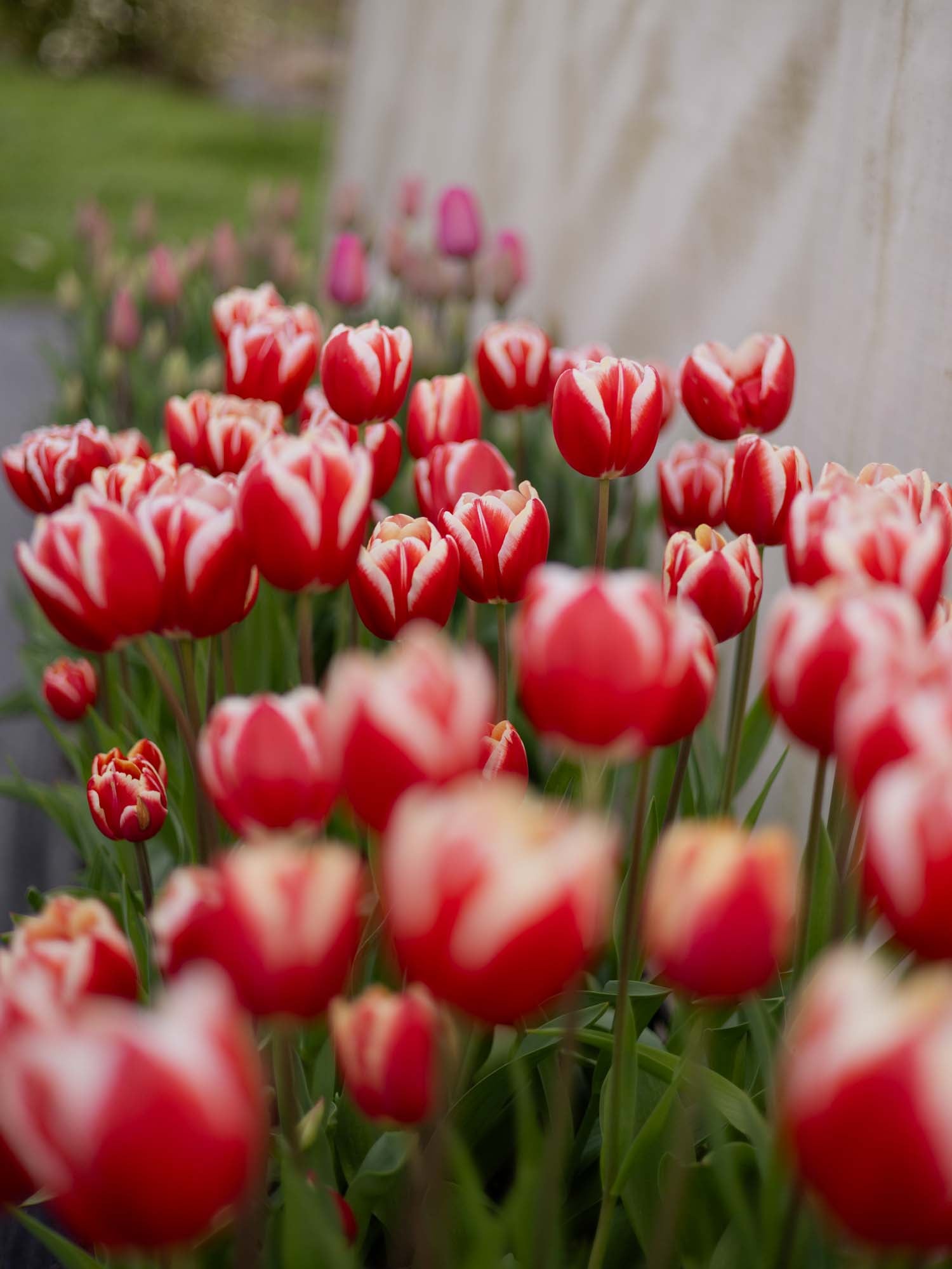 TULIP - Leen van der Mark