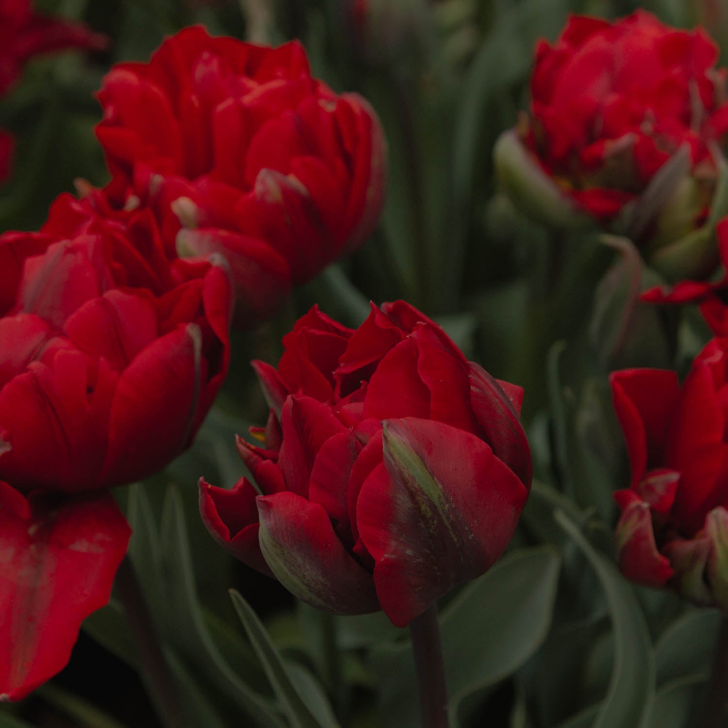 TULIP - Red Princess