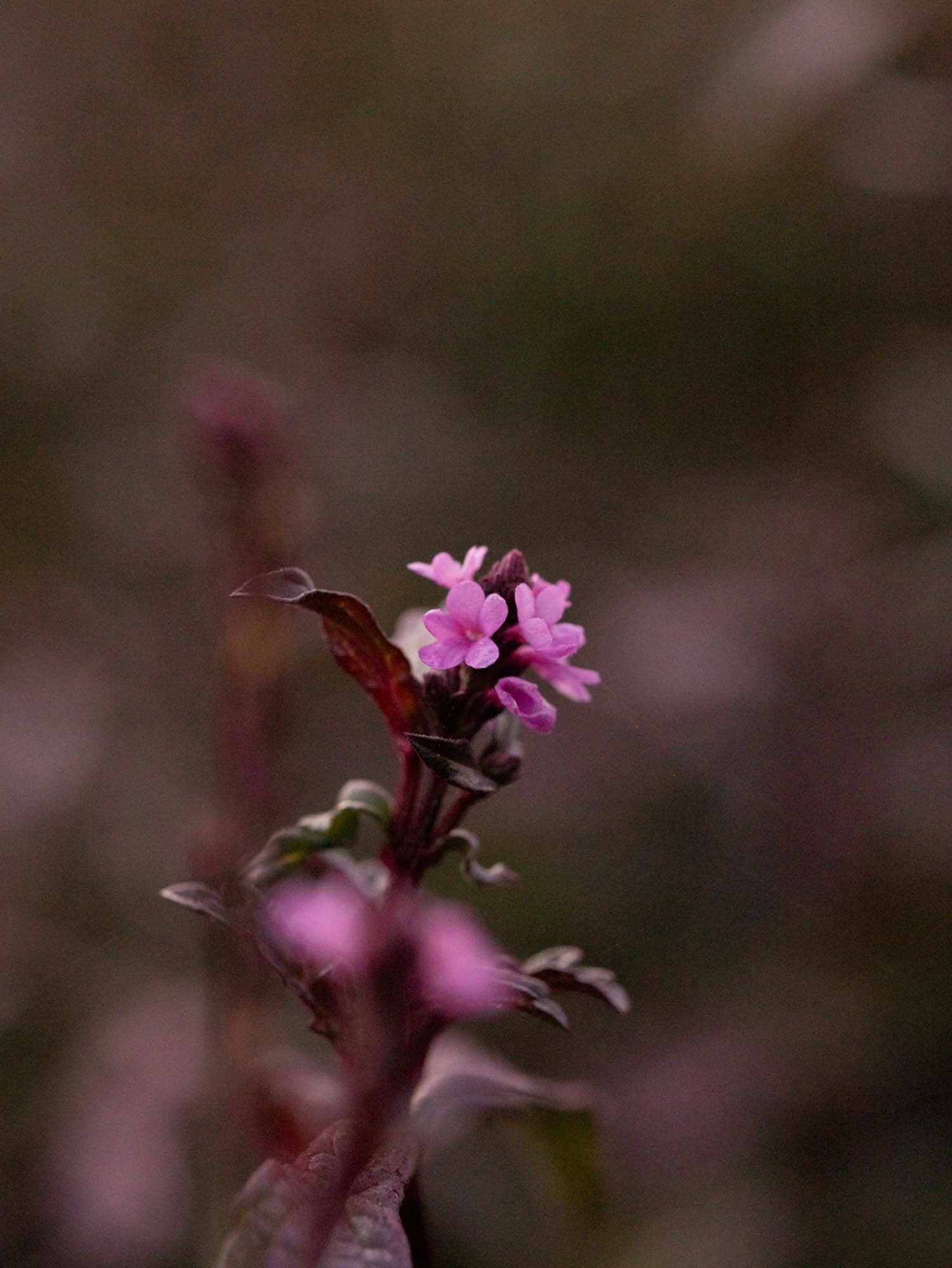 VERBENA - Officinalis 'Bampton'- PLANTS