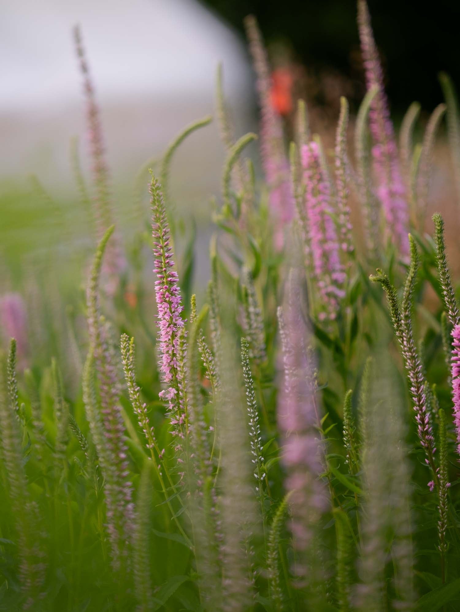 VERONICA - Pink Shades - PLANTS