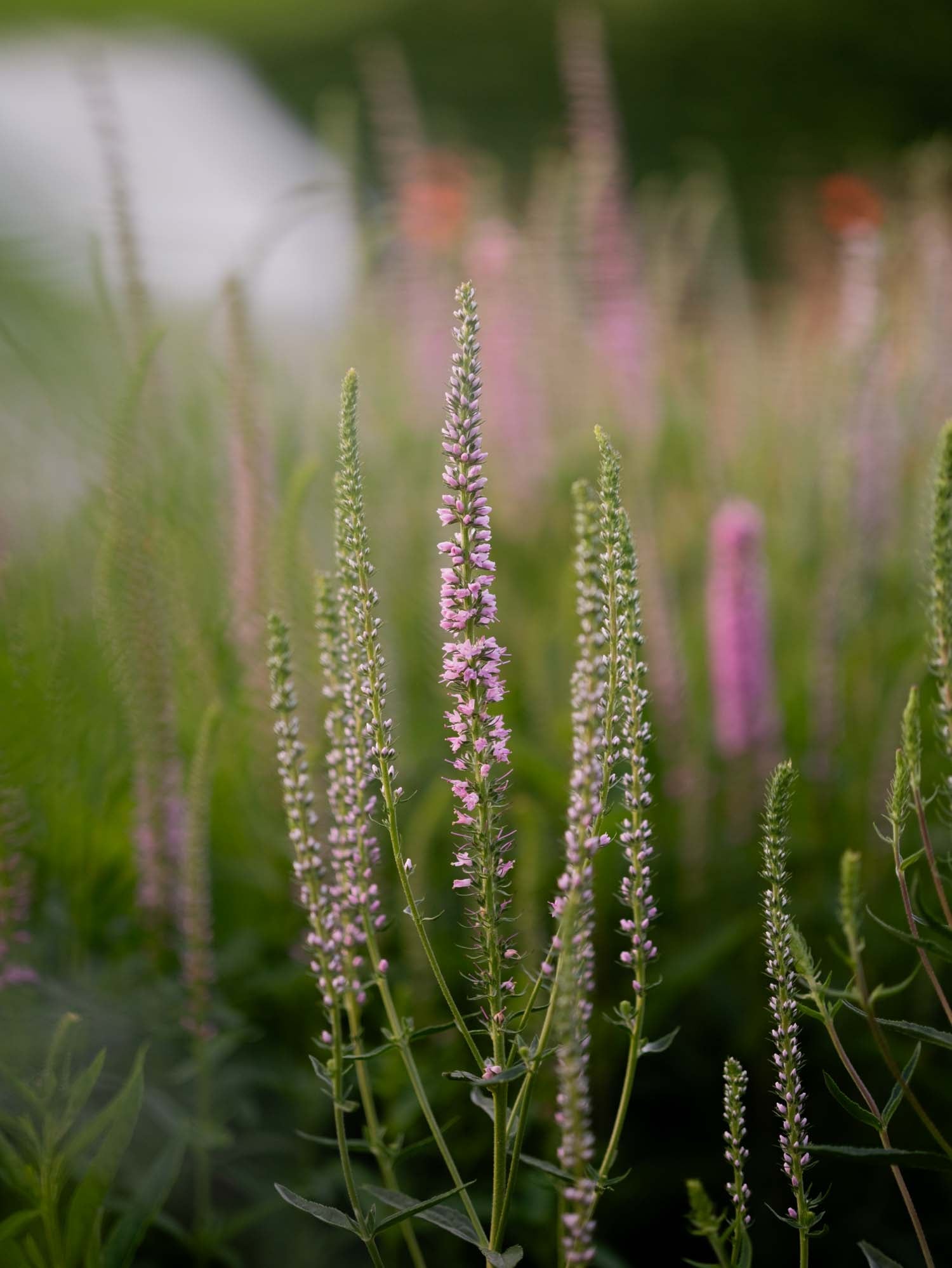 VERONICA - Pink Shades - PLANTS
