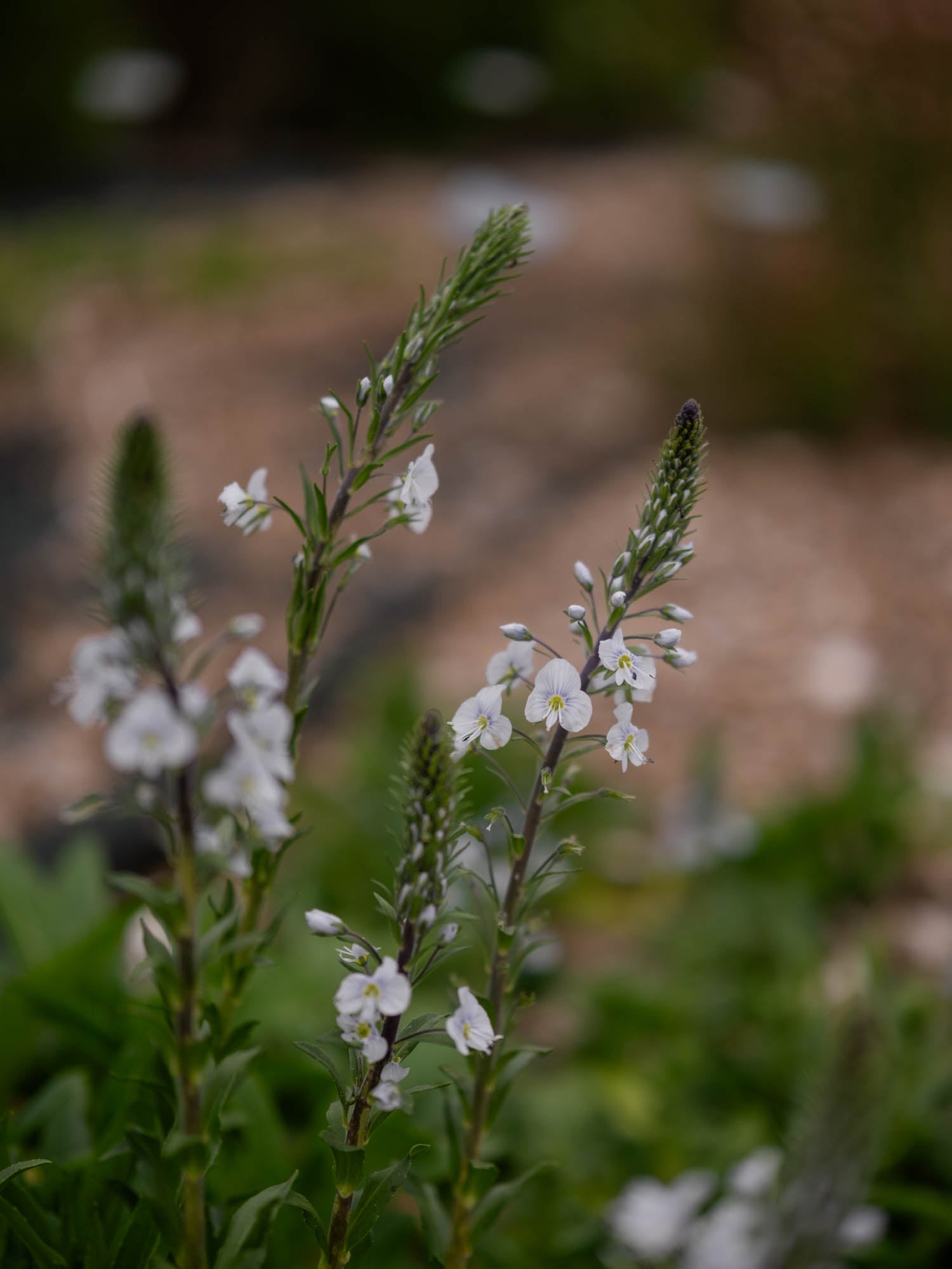 VERONICA - gentianoides - PLANTS