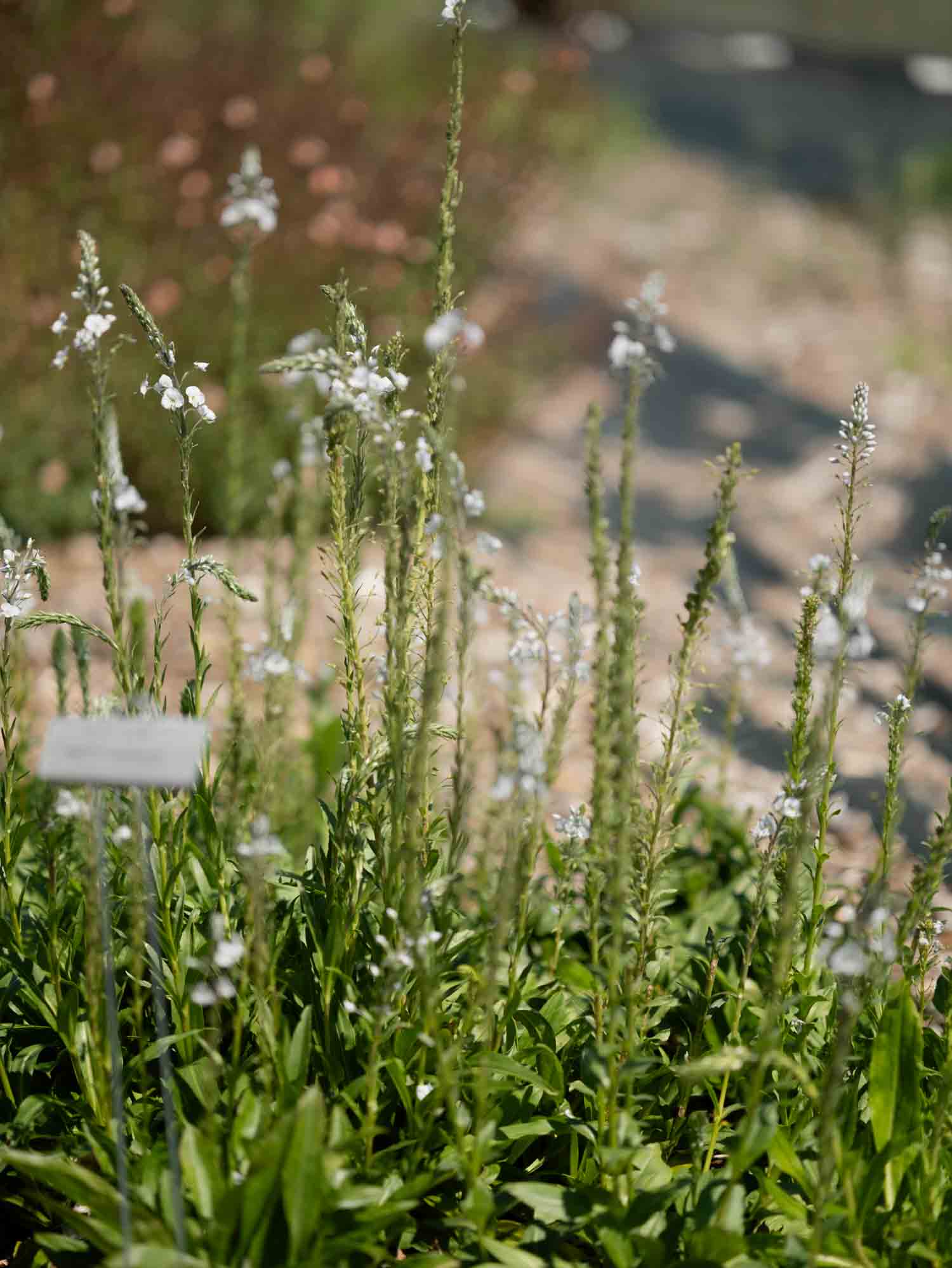 VERONICA - gentianoides - PLANTS