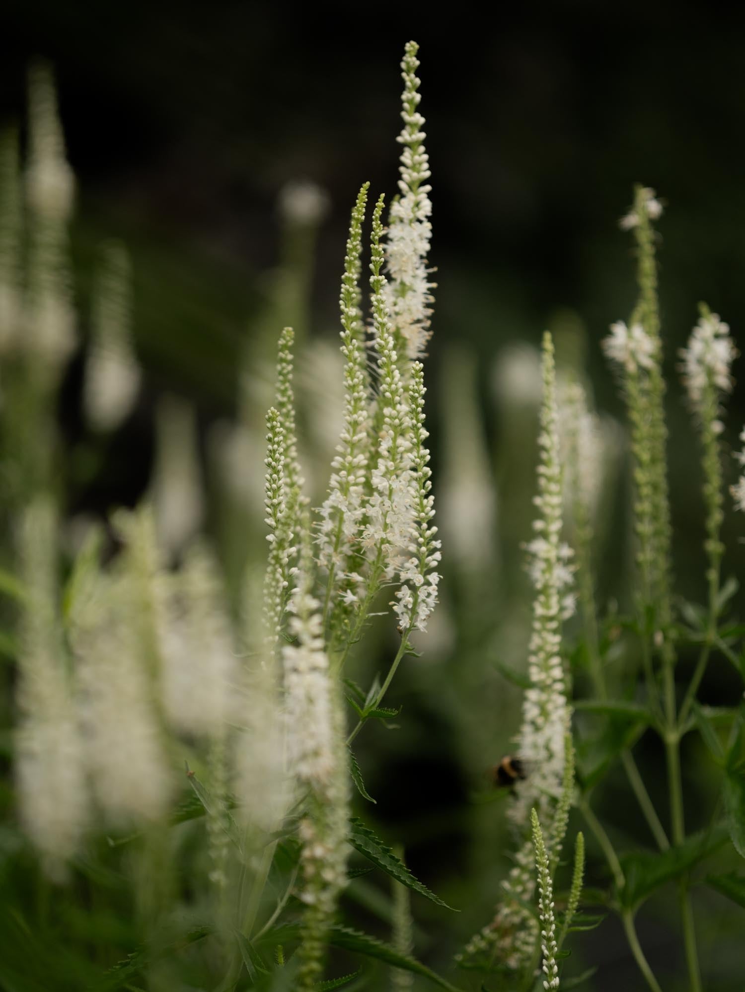 VERONICA - Alba - PLANTS