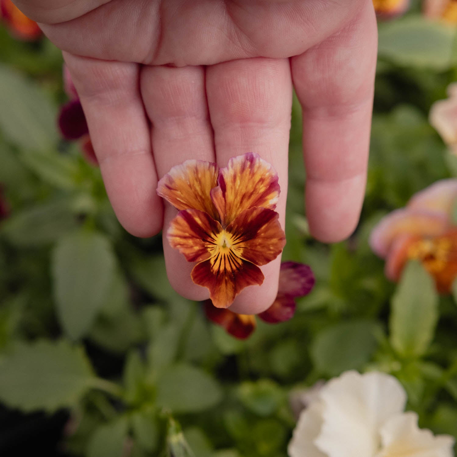 VIOLA - Brush Strokes - PLANTS