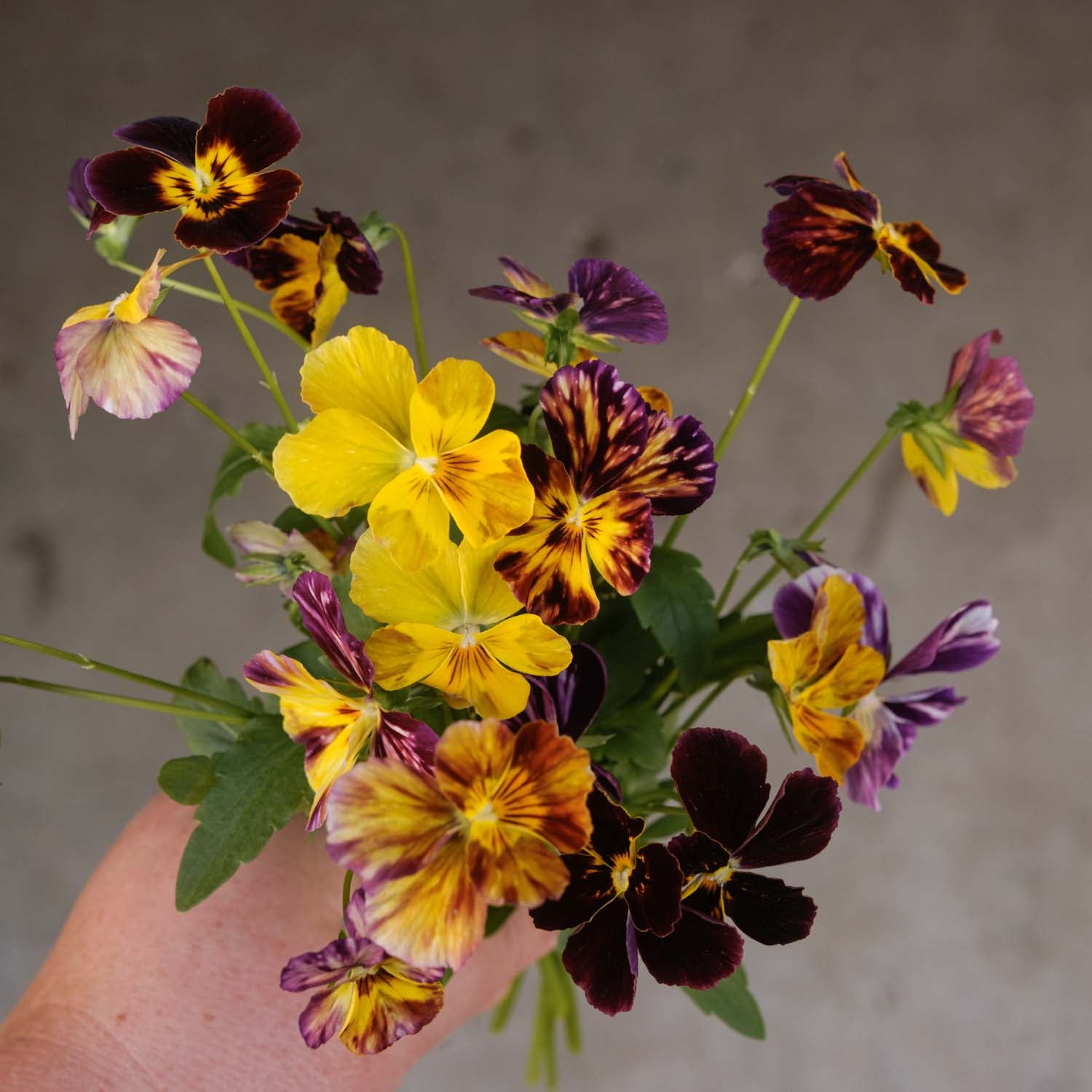 VIOLA - Brush Strokes - PLANTS