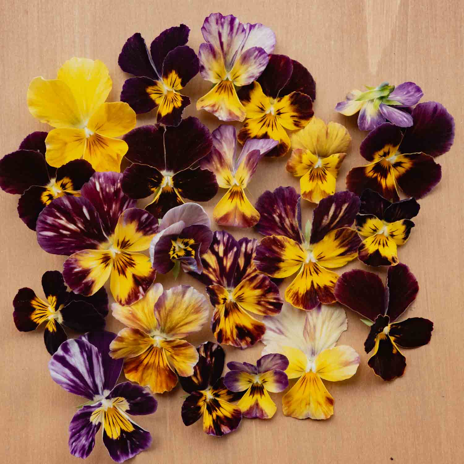 VIOLA - Brush Strokes - PLANTS