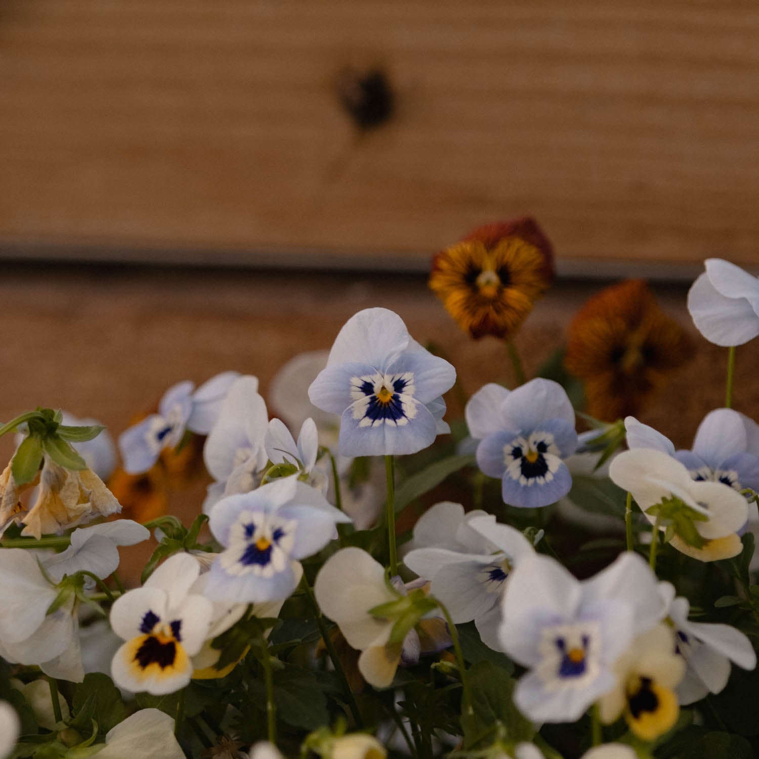 VIOLA - Penny Marina - PLANTS