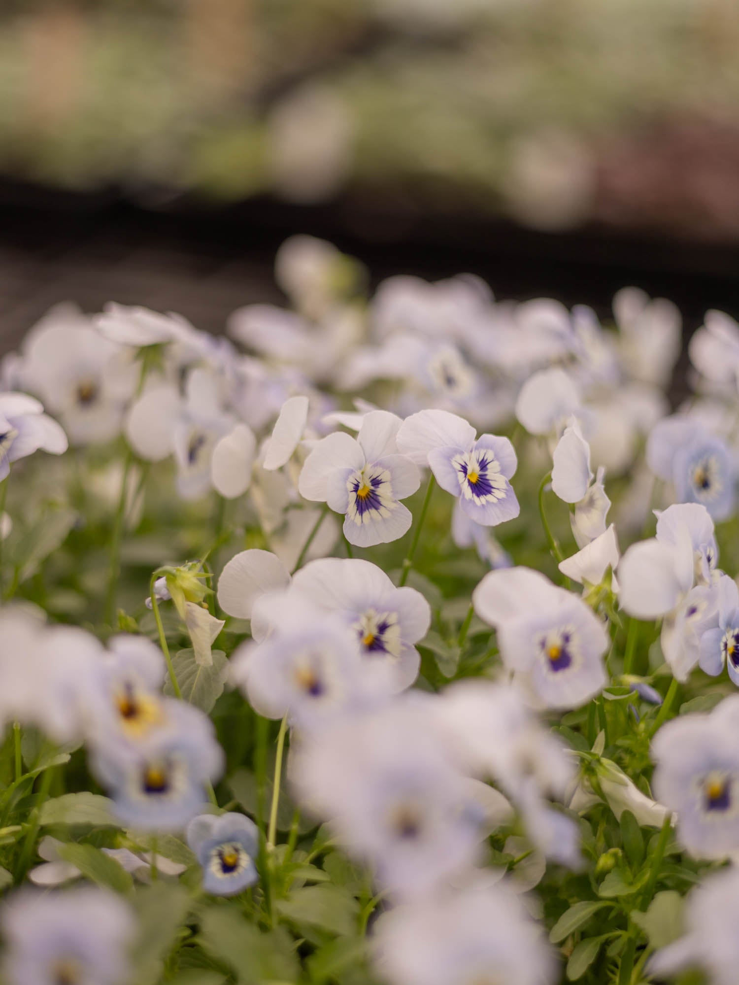 VIOLA - Penny Marina - PLANTS