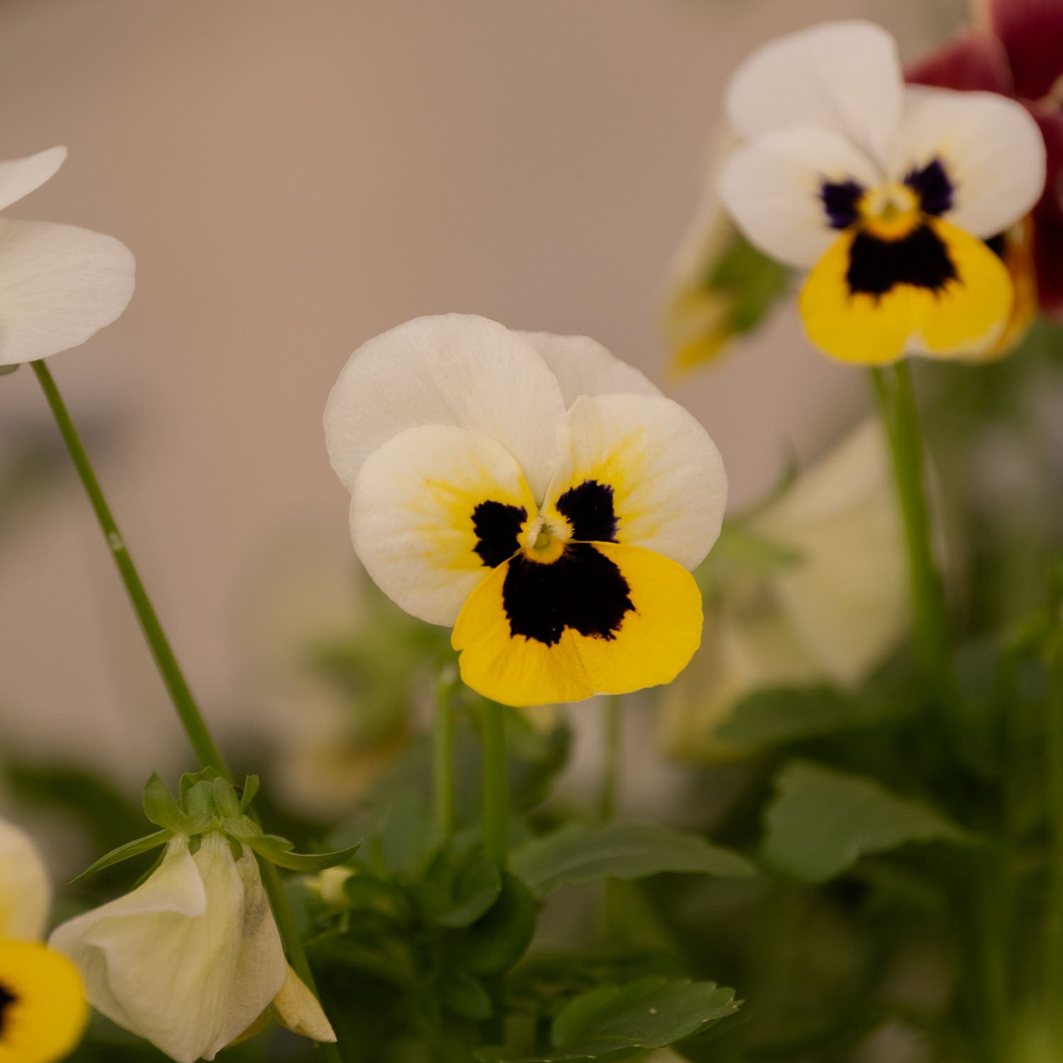 Viola - Sorbet Lemon Ice Blotch